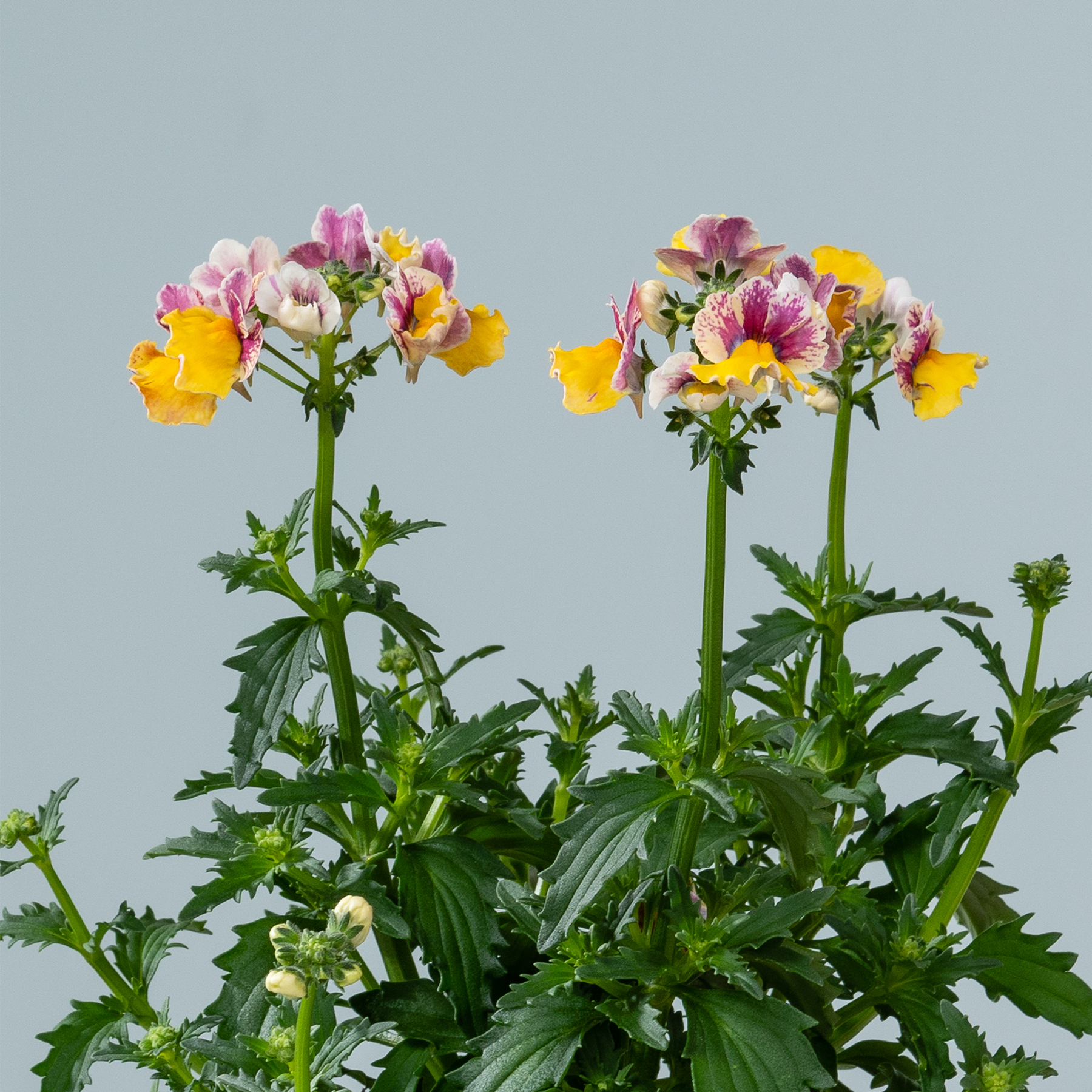 Leuchtend rosa und gelbe Blüten mit üppigem grünem Laub stehen vor einem schlichten grauen Hintergrund.