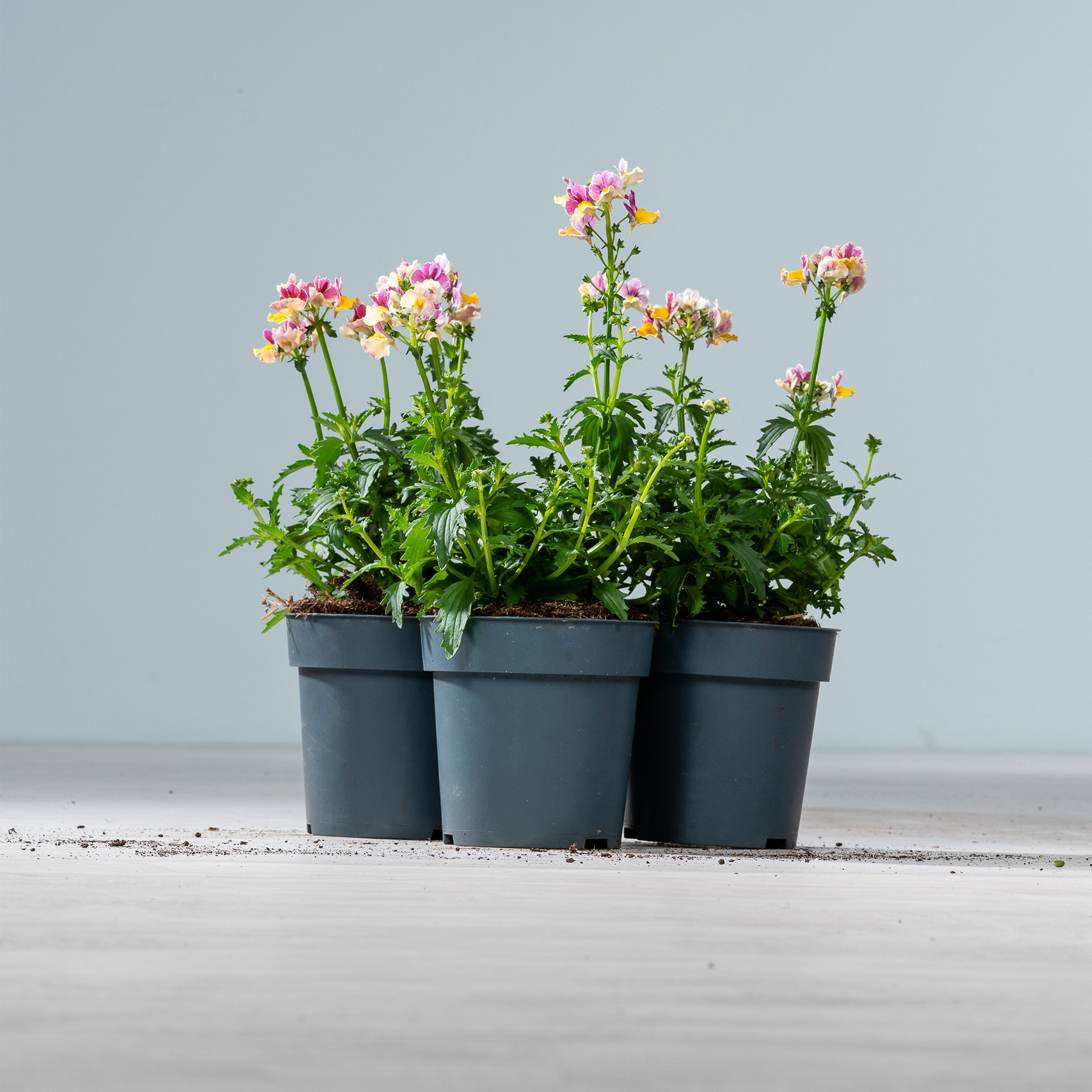 Das Bild zeigt mehrere Topfpflanzen mit leuchtend rosa und gelben Blüten vor einem schlichten grauen Hintergrund.