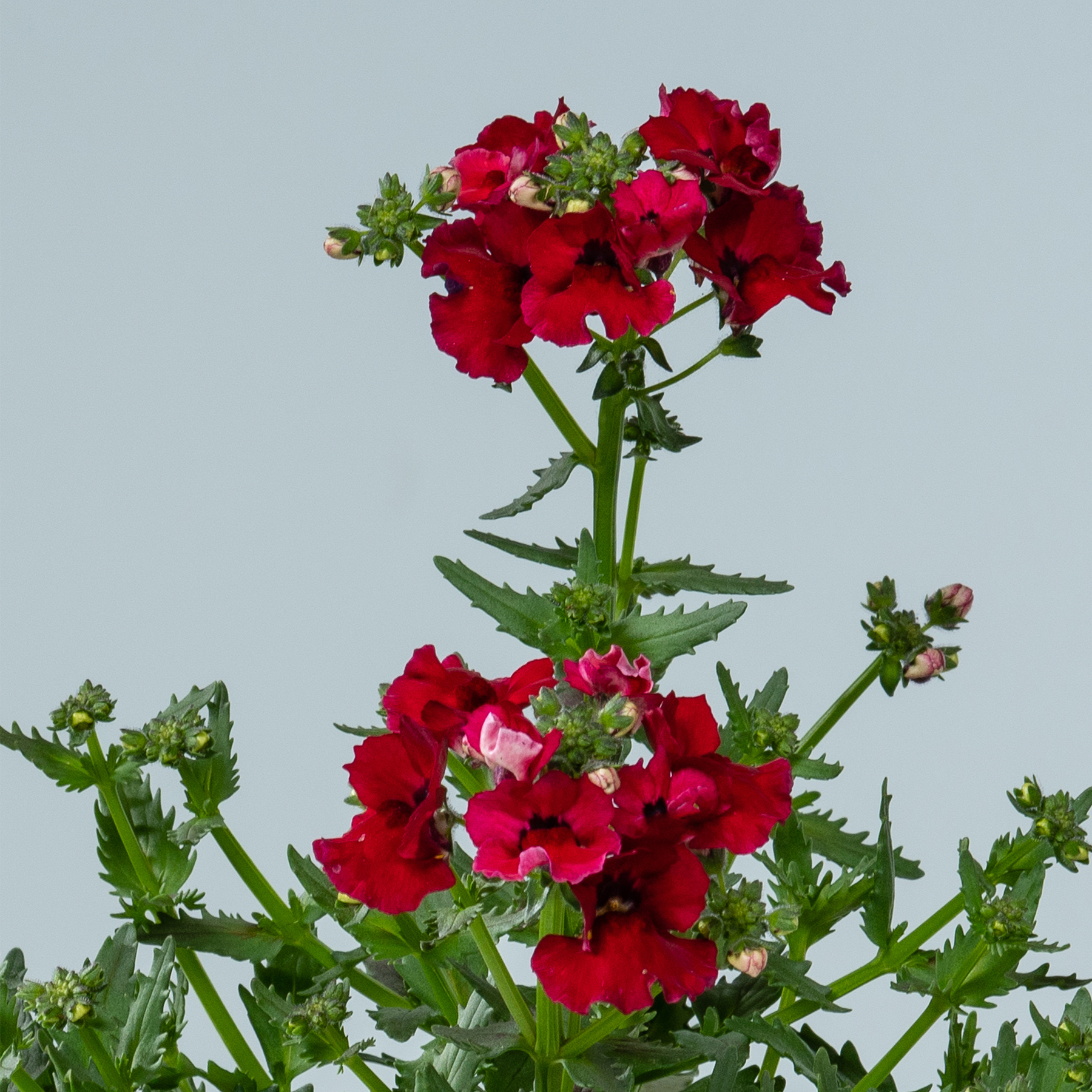 Leuchtend rote Blüten mit grünen Blättern heben sich vom hellblauen Himmel ab und bilden eine eindrucksvolle und optisch ansprechende Komposition.