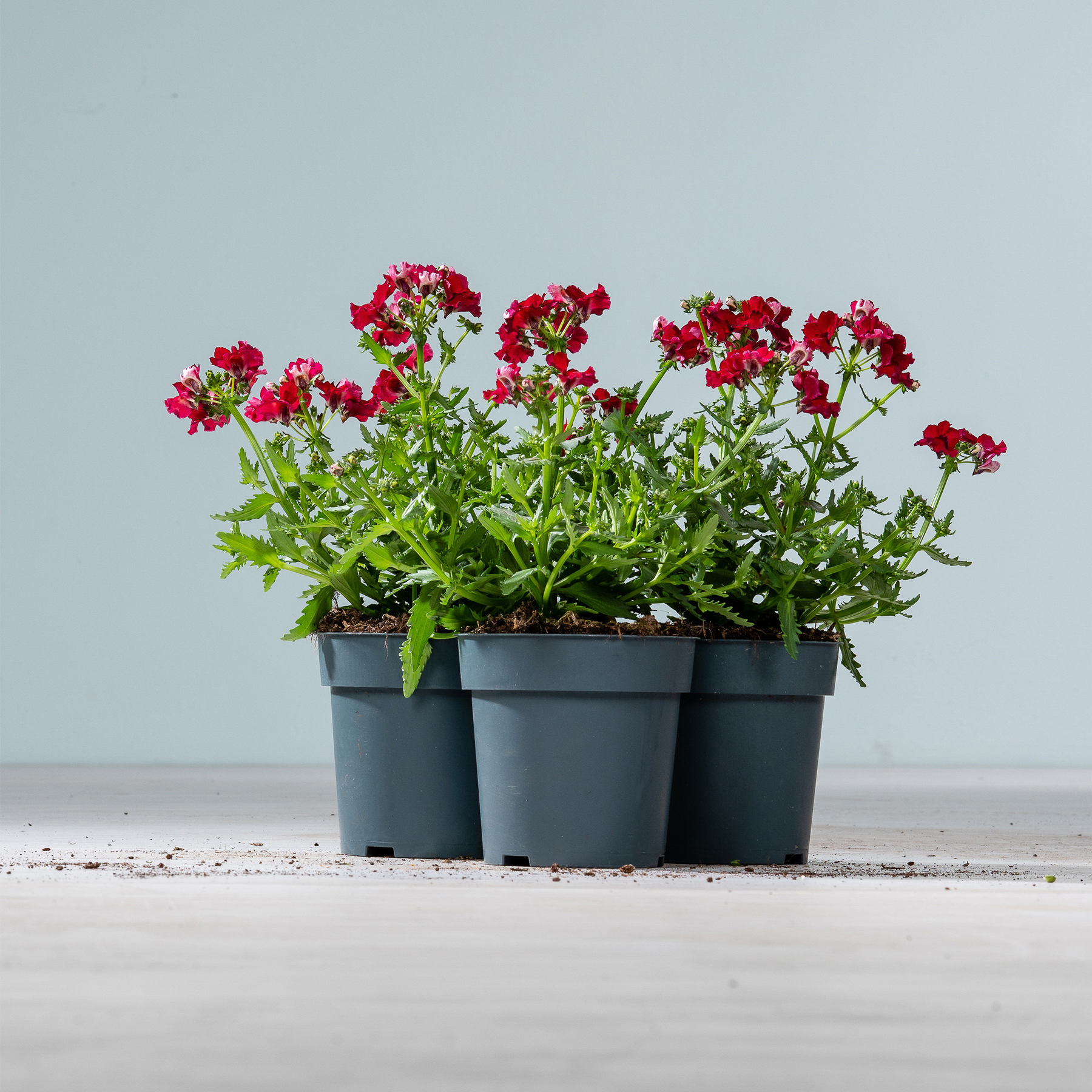 Eine Gruppe leuchtend roter Geranienblüten in schwarzen Plastiktöpfen steht auf einer Holzoberfläche vor einem schlichten grauen Hintergrund.