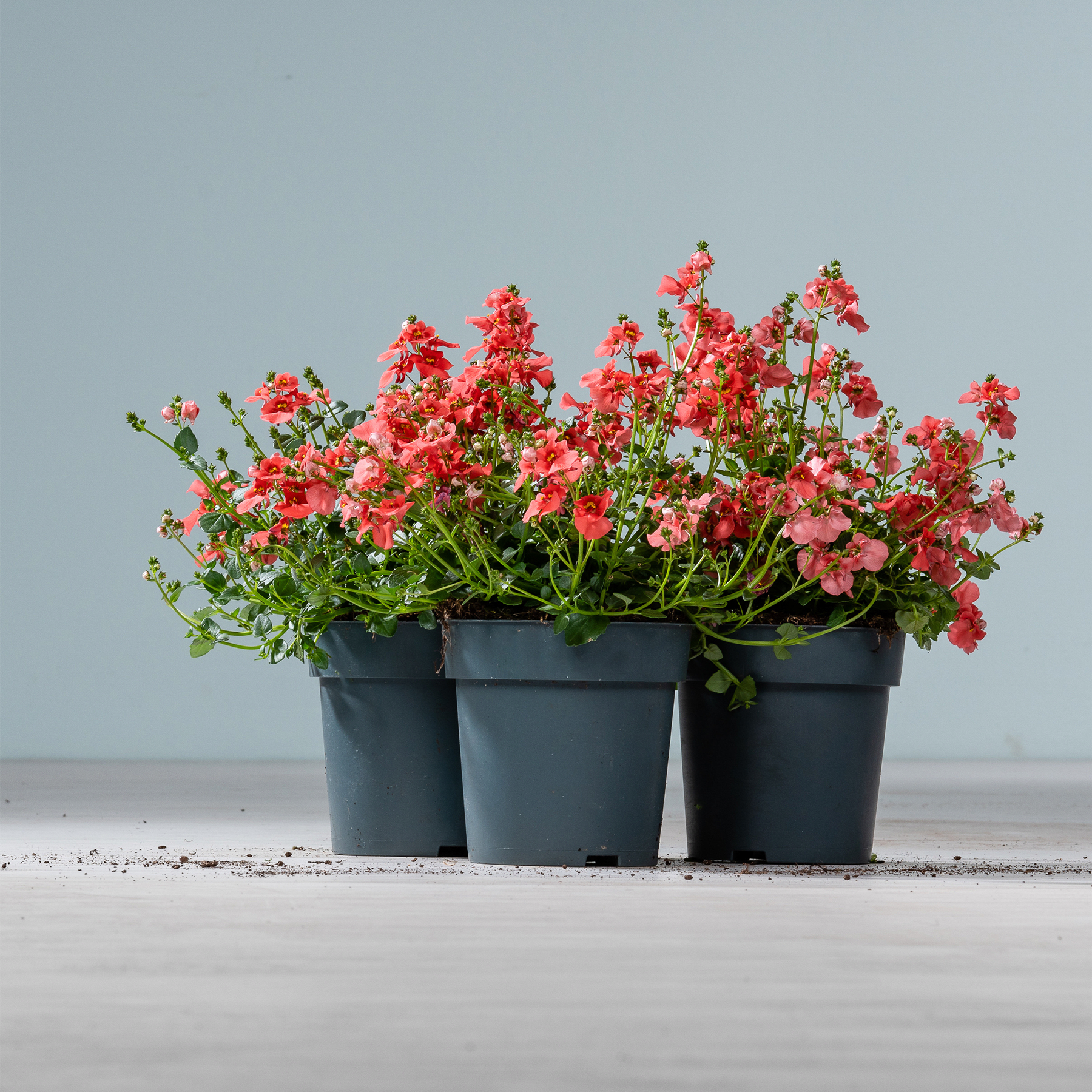 Eine Sammlung leuchtend roter Blumen in schwarzen Pflanzgefäßen steht auf einer Holzoberfläche vor einem schlichten grauen Hintergrund.