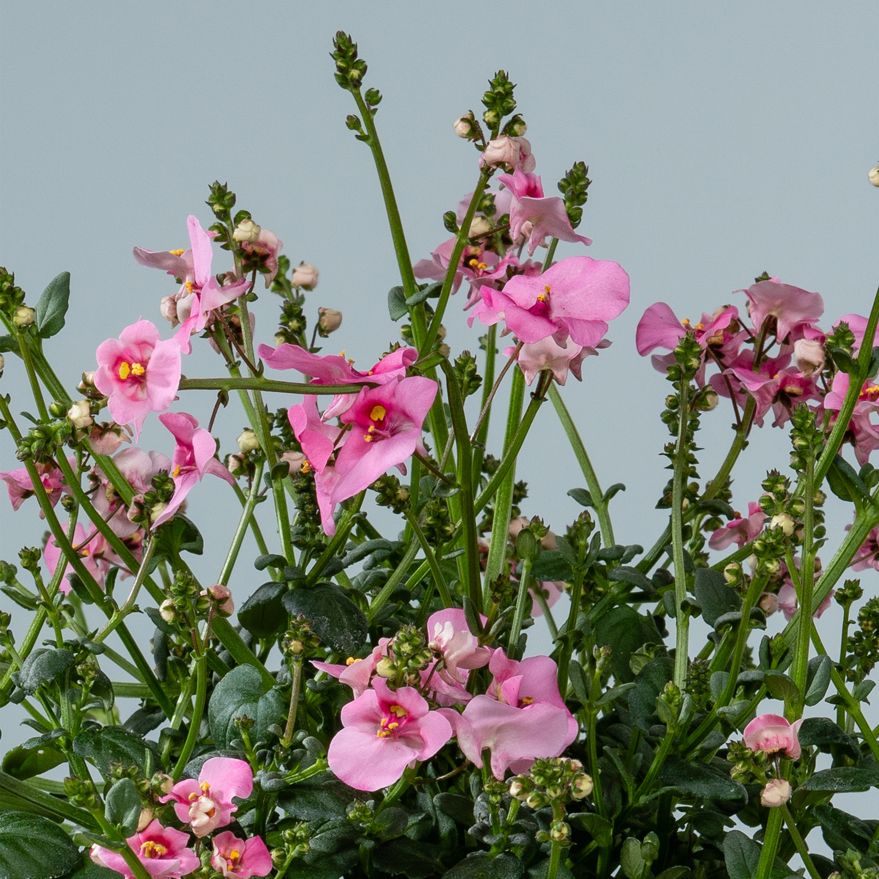 Leuchtend rosa Blüten mit grünem Laub vor einem hellblauen Himmel.