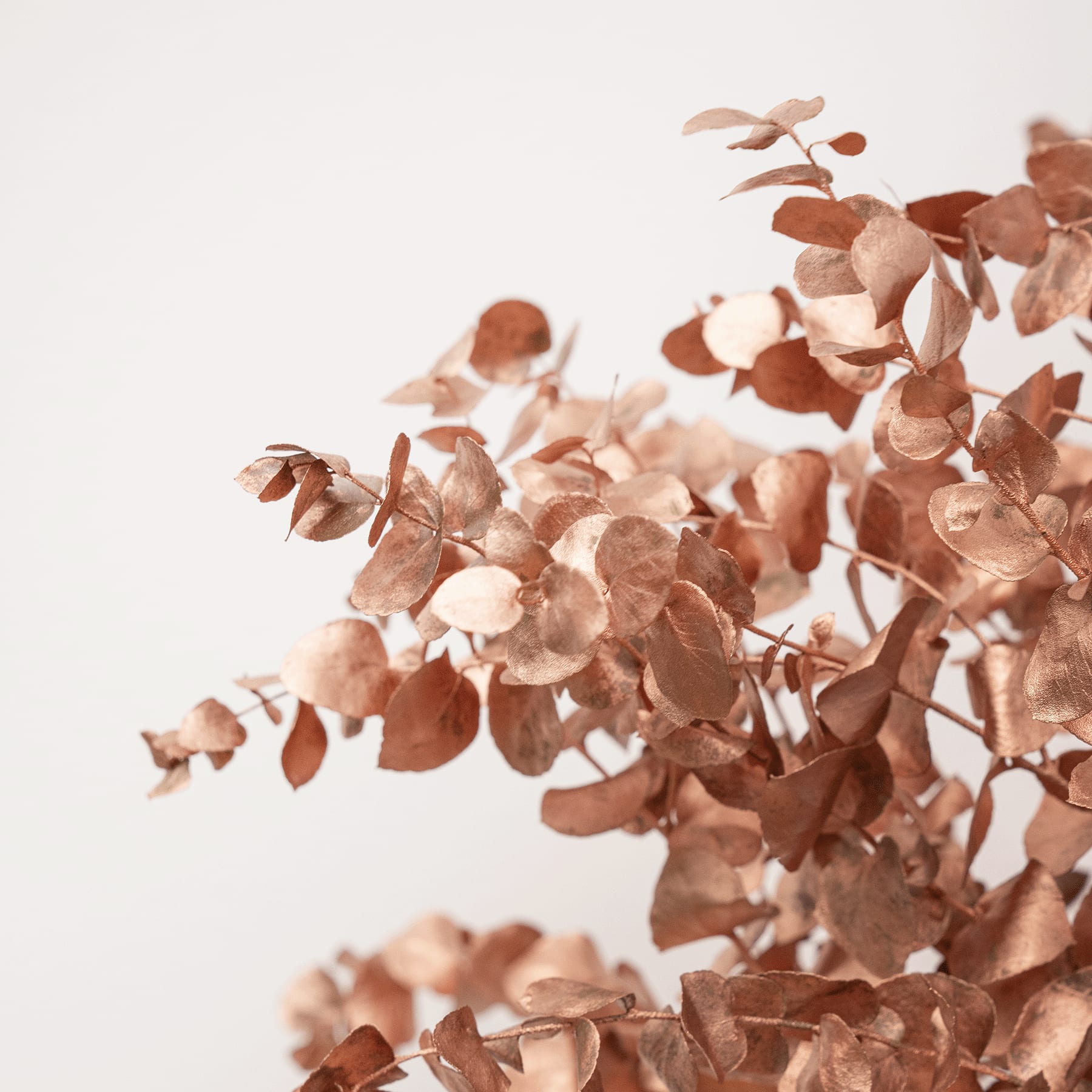 Eine Ansammlung zarter, rotbrauner Blätter oder Blütenblätter scheint der Blickfang zu sein, vor einem schlichten, hellen Hintergrund.