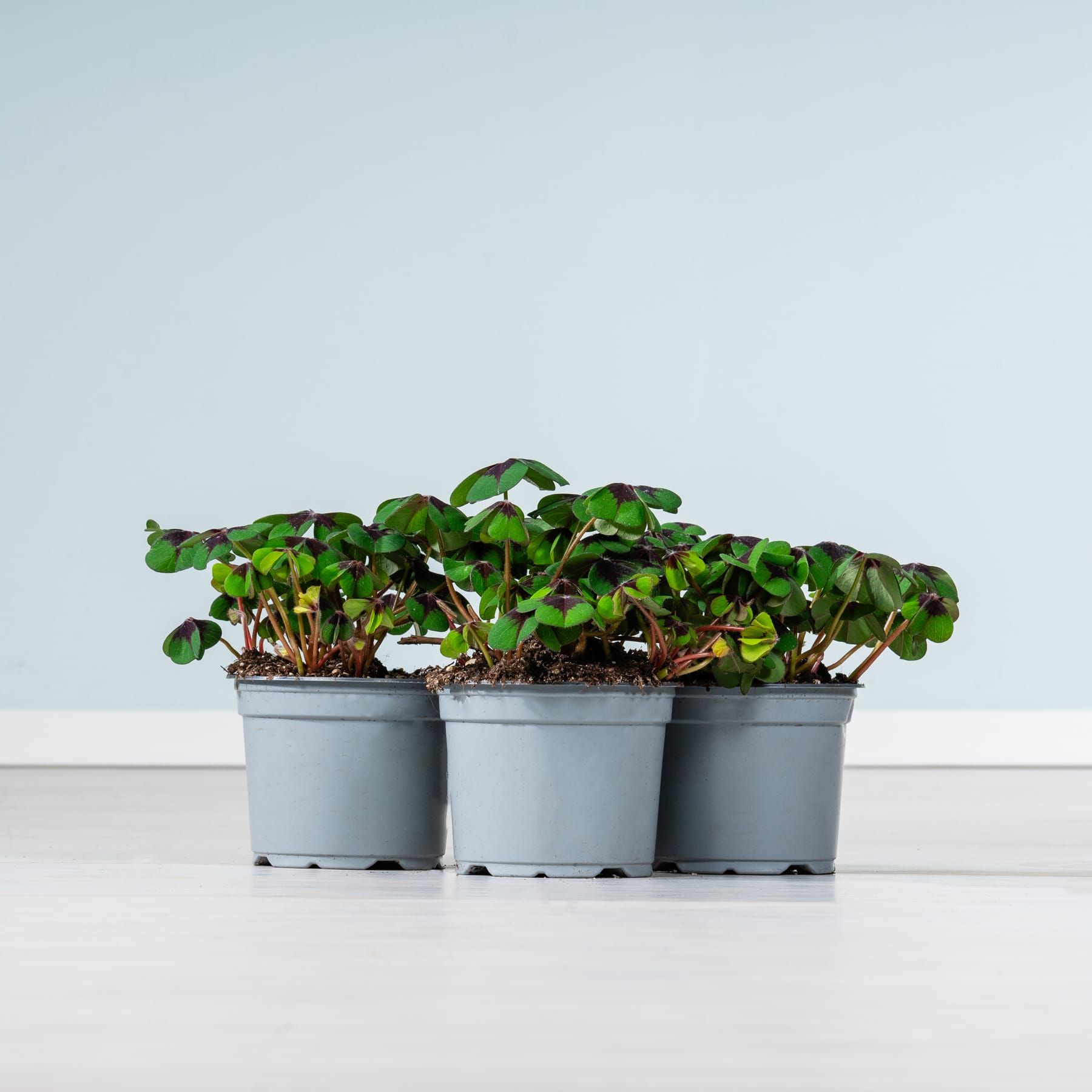 Drei kleine Topfpflanzen mit üppigen grünen Blättern stehen auf einer weißen Fläche vor einem schlichten hellblauen Hintergrund.