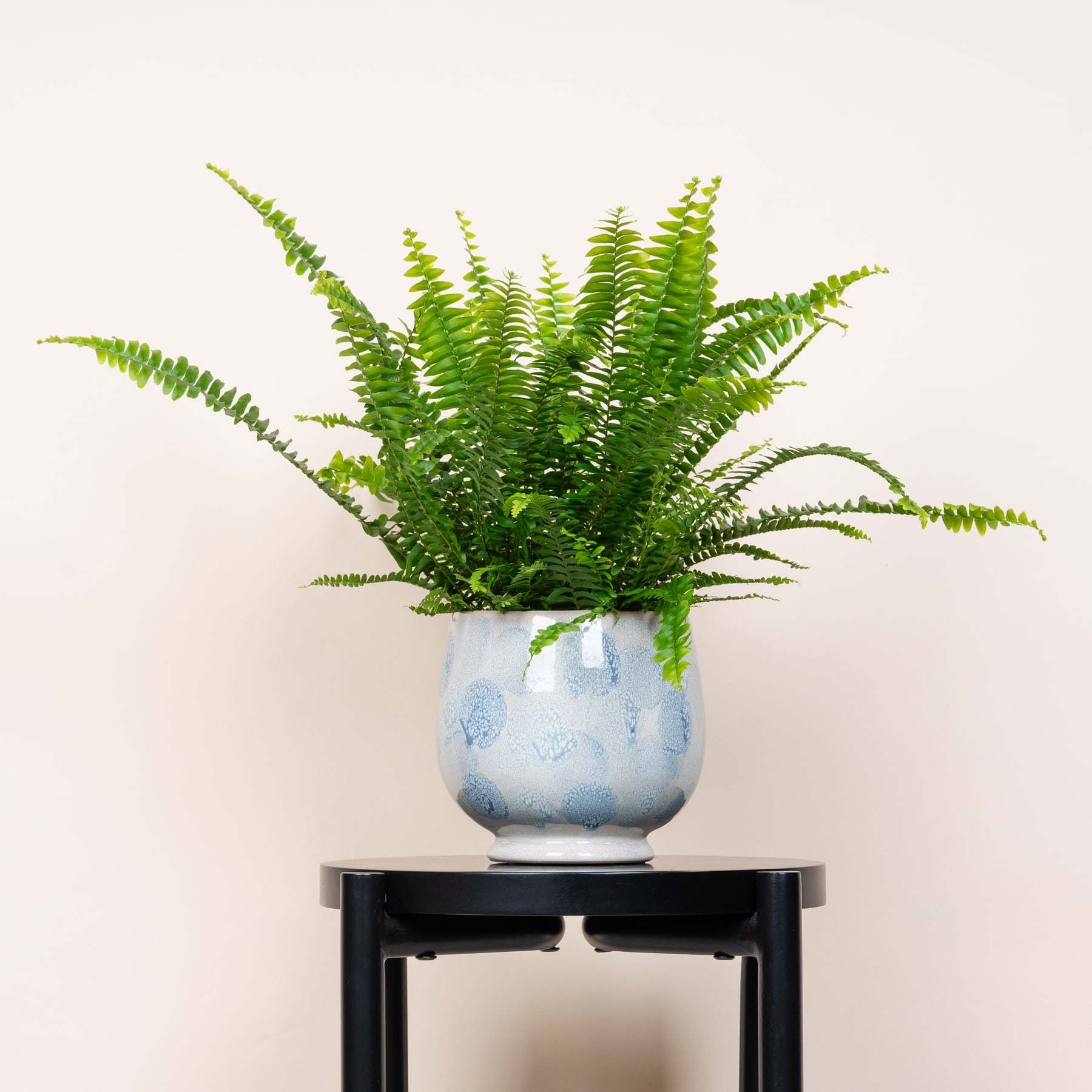 Eine üppige, grüne Farnpflanze wird in einer dekorativen blau-weißen Keramikvase präsentiert, die auf einem schwarzen Holzständer vor einem schlichten, hellen Hintergrund steht.
