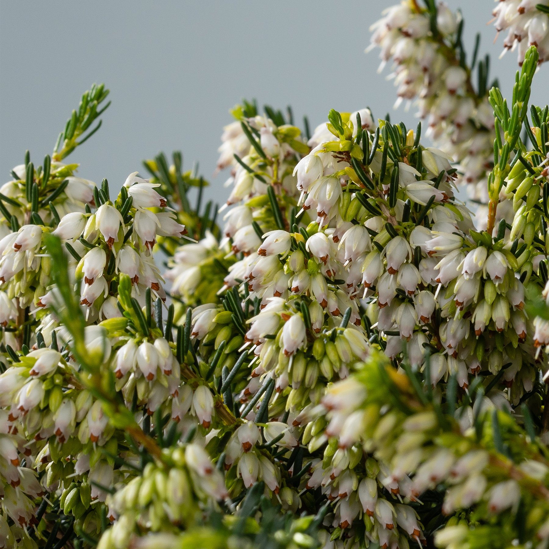Das Bild zeigt eine dichte Ansammlung kleiner, zarter weißer Blüten mit grünem Laub im Vordergrund, vor einem leicht unscharfen, grau getönten Hintergrund.