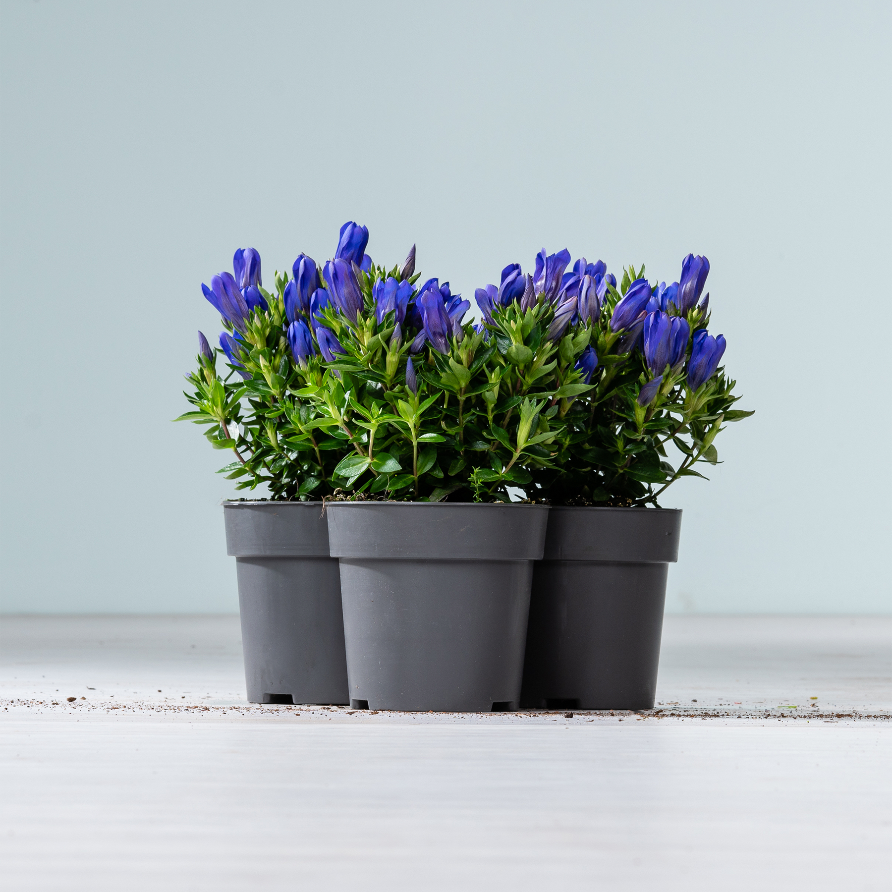 Eine Gruppe leuchtender, tiefblauer Blumen in schwarzen Plastiktöpfen steht auf einer weißen Fläche vor einem hellblauen Hintergrund.