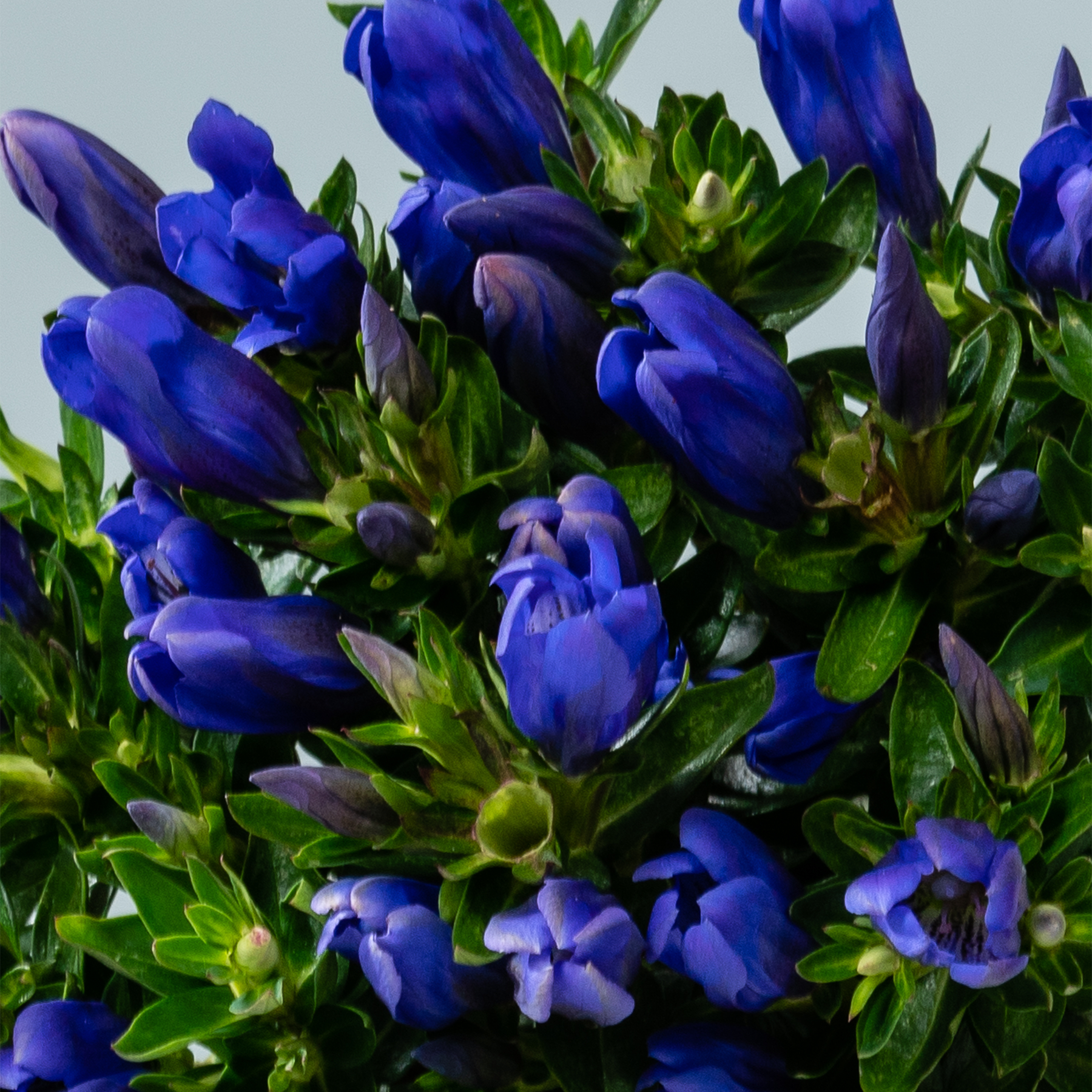 Ein lebendiger Strauß tiefblauer Blumen mit grünem Laub vor hellem Hintergrund.