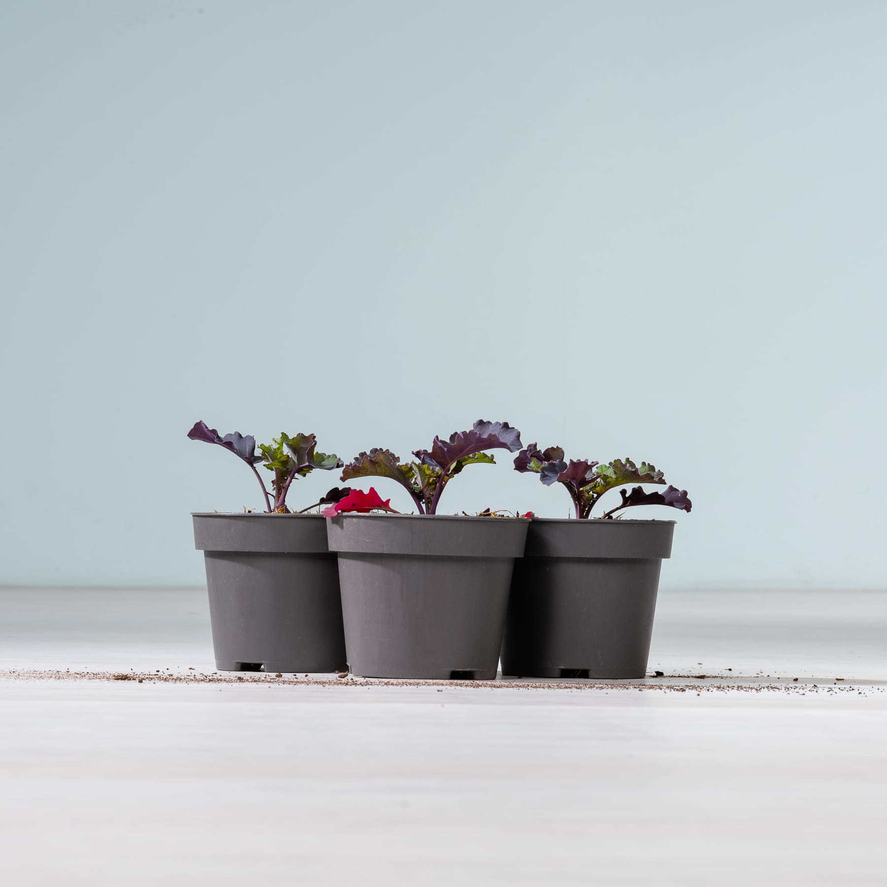 Kleine Topfpflanzen mit grünen und violetten Blättern stehen auf einer weißen Fläche vor einem schlichten hellblauen Hintergrund.