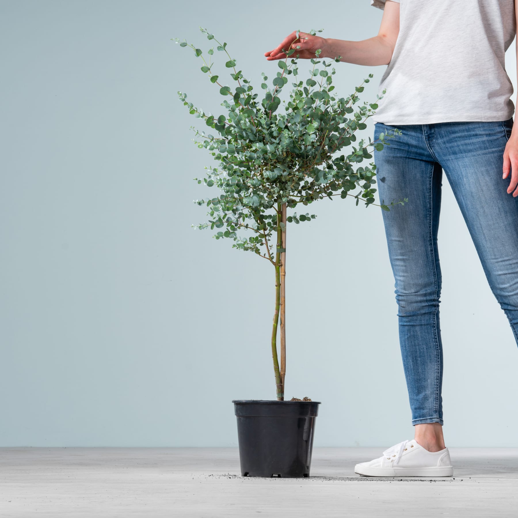 Auf dem Boden steht ein kleiner Topfbaum mit üppigen grünen Blättern. Im Vordergrund sind die Beine und Füße einer Person zu sehen, die Jeans und weiße Turnschuhe trägt.