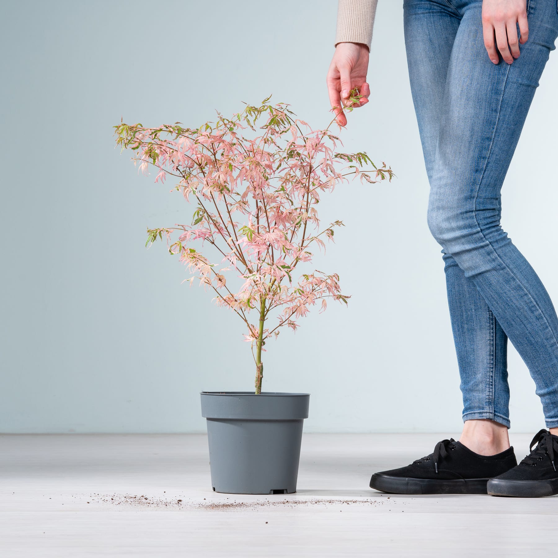 Auf einem Holzboden steht ein kleiner Topfbaum mit zartrosa Blüten. Im Vordergrund sind die Beine und Füße einer Person zu sehen, die schwarze Turnschuhe trägt.