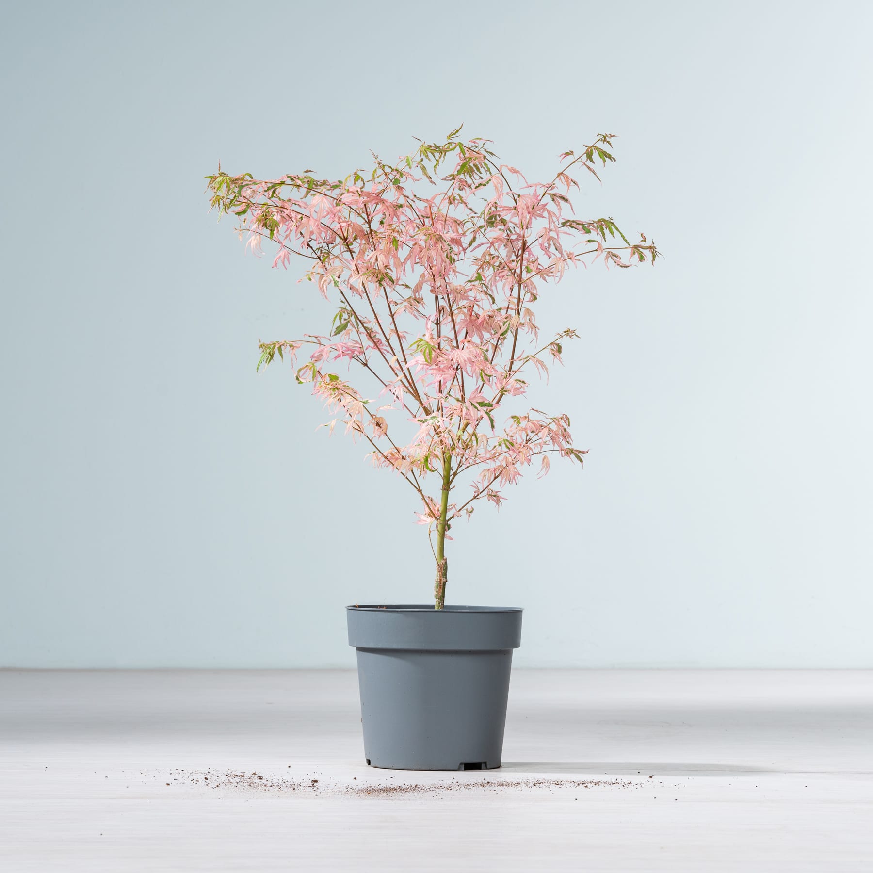 Auf einem schlichten weißen Untergrund vor hellblauem Hintergrund steht ein kleiner Topfbaum mit zartrosa Blüten.
