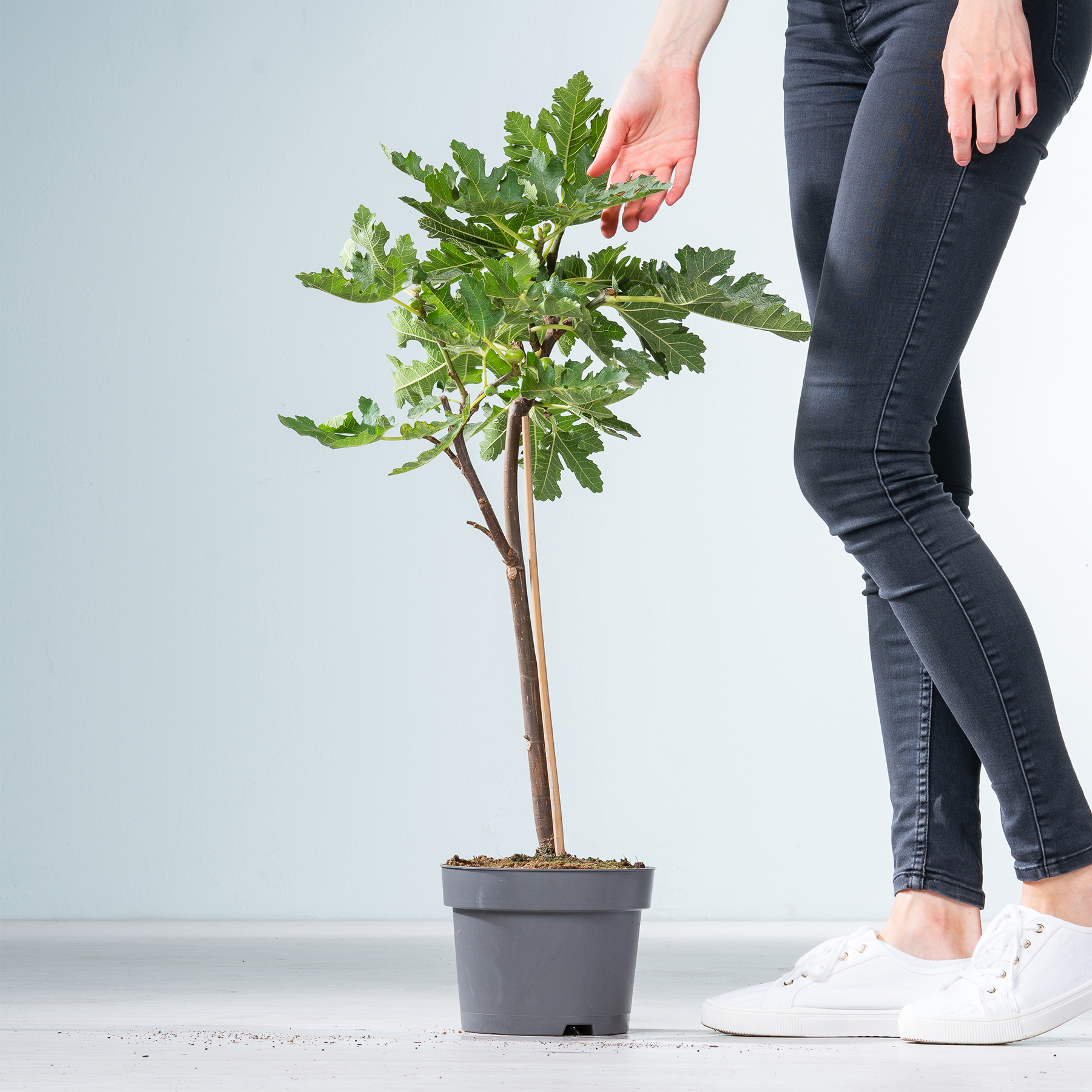 Auf einem weißen Boden steht ein kleiner Feigenbaum im Topf mit üppigen grünen Blättern. Im Vordergrund sind die Beine und Füße einer Person zu sehen, die dunkle Jeans und weiße Turnschuhe trägt.