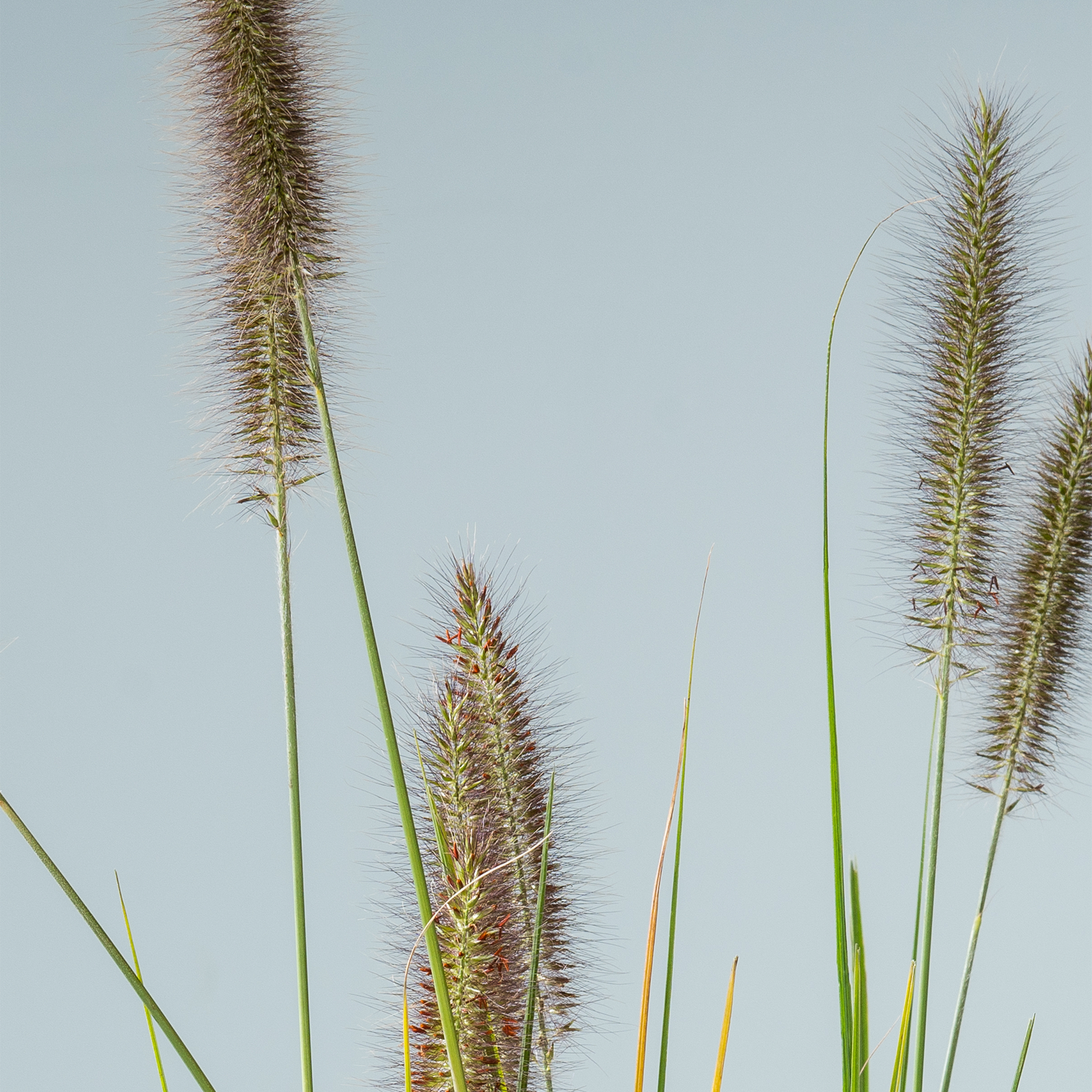 Hohe, schlanke grüne Stiele mit flauschigen, zylindrischen Blütenköpfen heben sich vor einem klaren blauen Himmel ab.