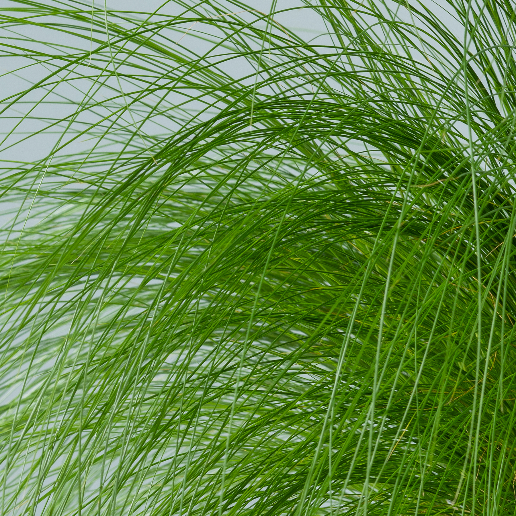 Üppige, leuchtend grüne Grashalme wiegen sich sanft in der Brise und schaffen eine heitere und natürliche Szene.
