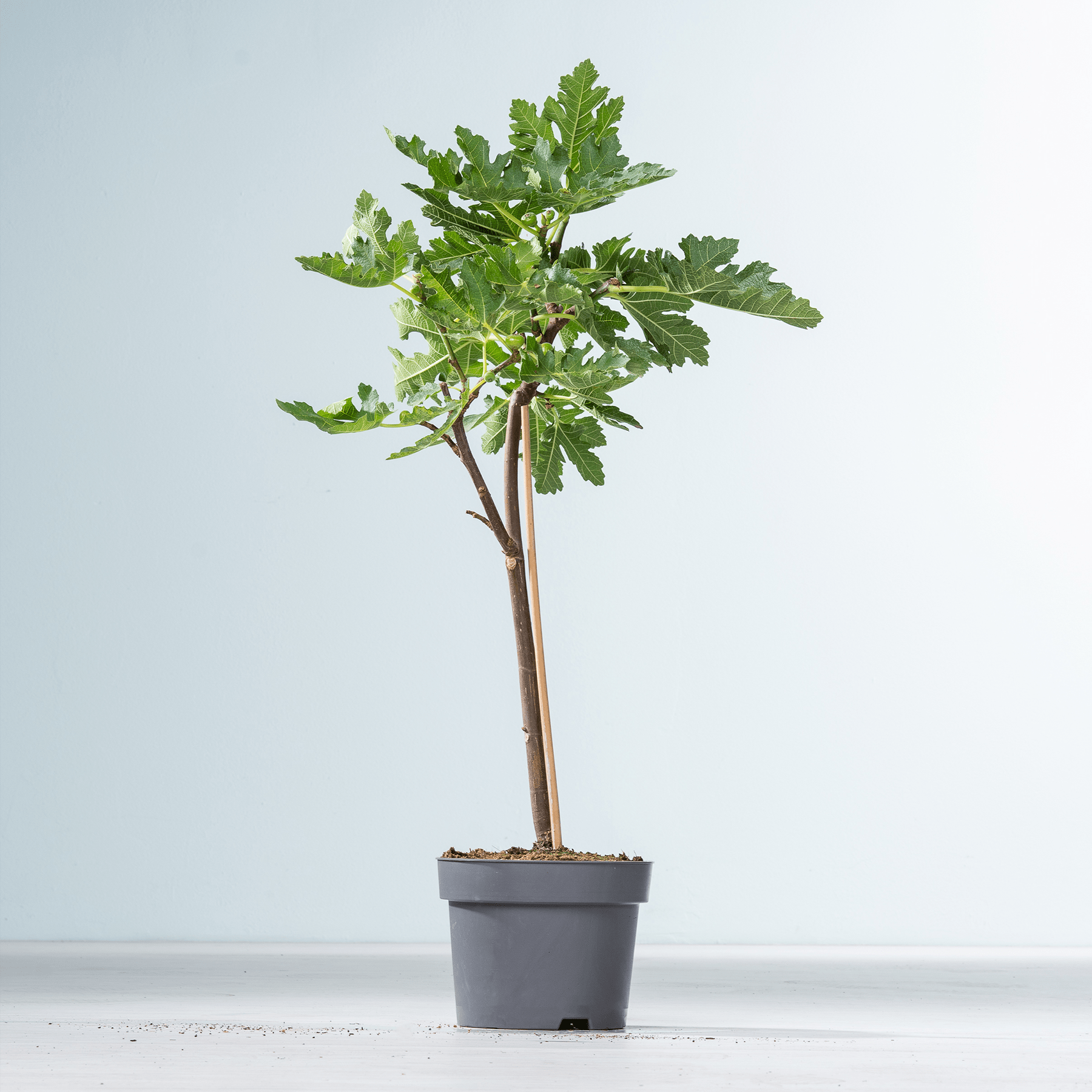 Ein kleiner Feigenbaum im Topf mit üppigen, grünen Blättern steht auf einer schlichten, hellen Fläche vor einem schlichten, hellen Hintergrund.