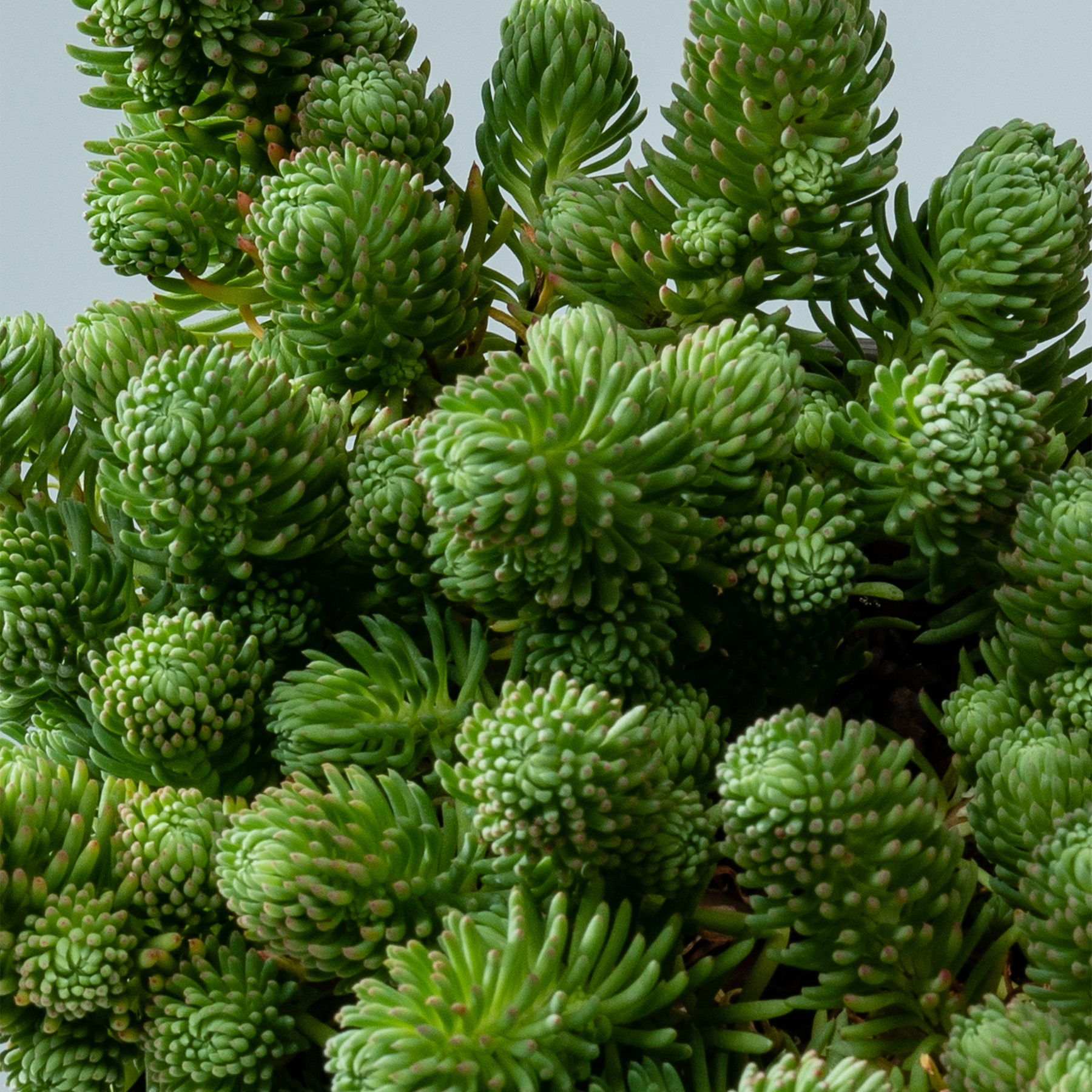 Eine dichte Ansammlung leuchtend grüner Sukkulenten mit komplizierten, überlappenden Blättern und rosettenartigen Strukturen füllt den Rahmen und erzeugt vor einem neutralen Hintergrund eine optisch beeindruckende und strukturierte Darstellung.