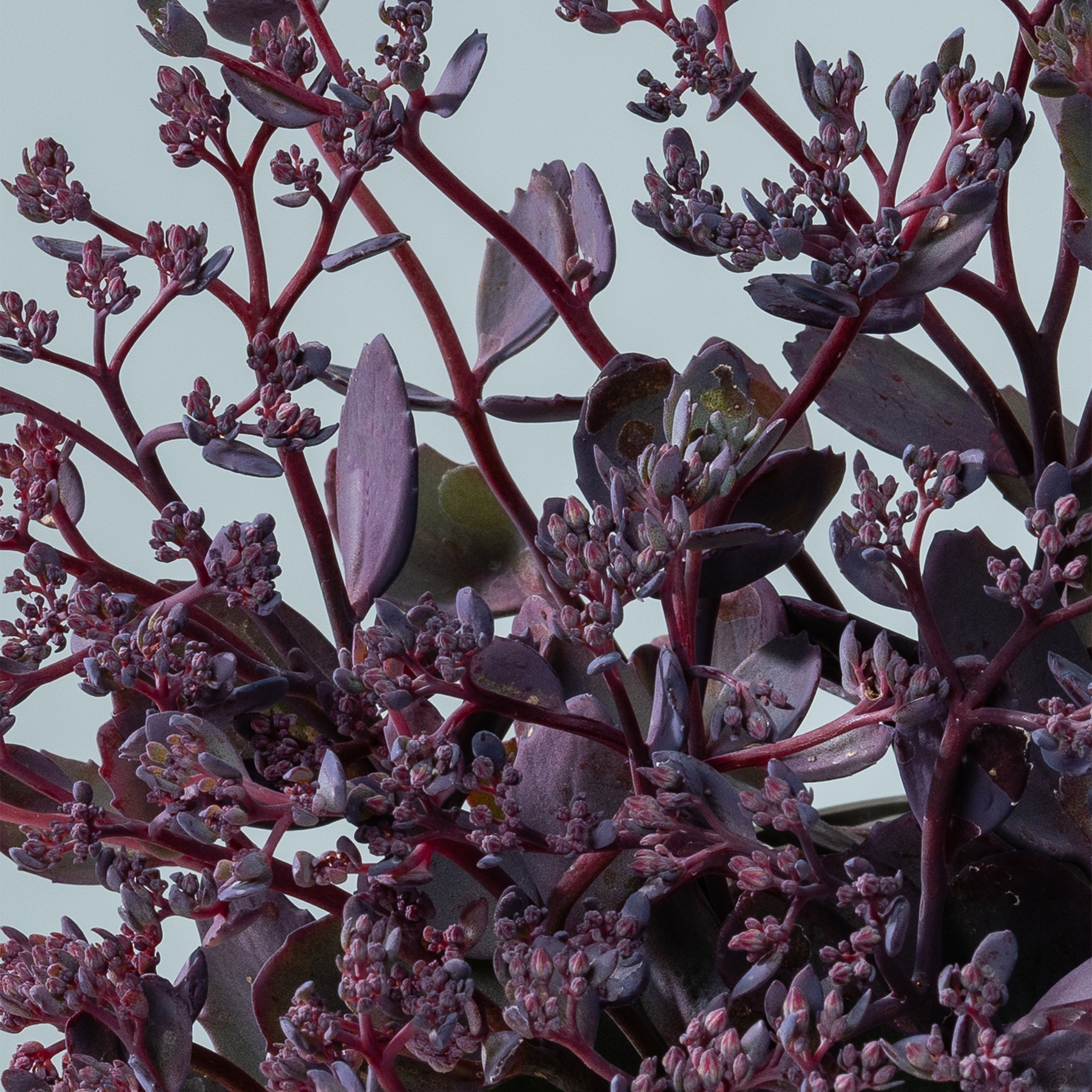 Eine lebendige Darstellung von tiefen Purpur- und Burgundertönen mit komplizierten floralen Strukturen und zartem Laub, das den Rahmen vor einem gedämpften Hintergrund ausfüllt.