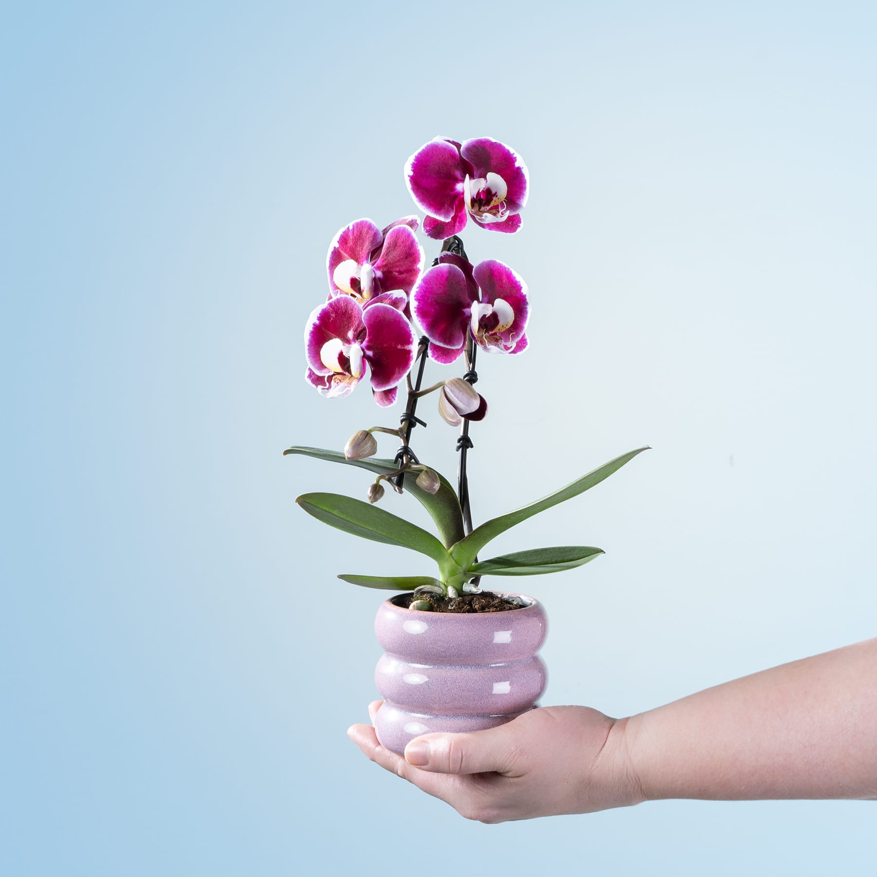 Eine leuchtend rosa Orchideenpflanze in einem pastellrosa Topf wird vor einem schlichten blauen Hintergrund in der Hand einer Person gehalten.