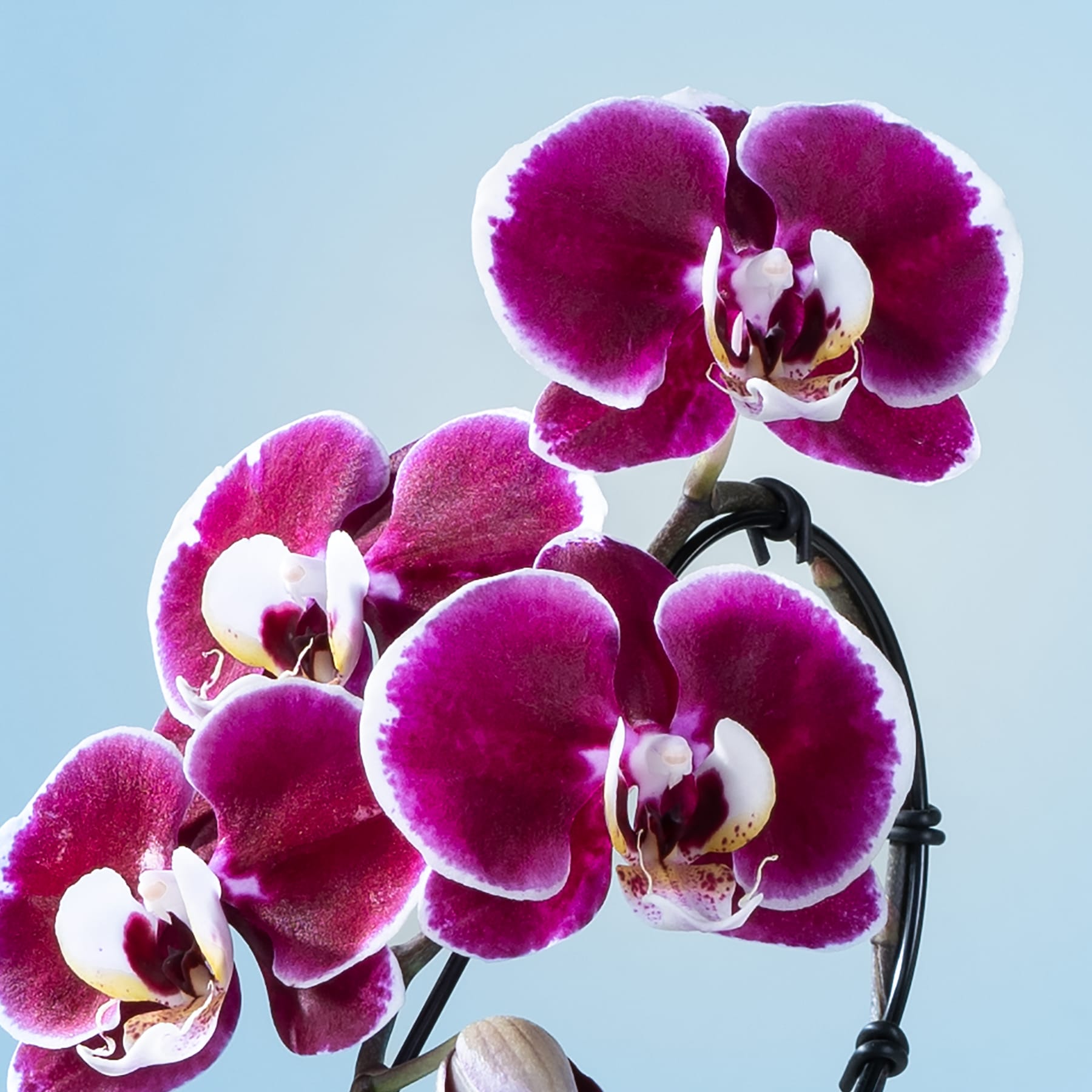Leuchtend violette Orchideenblüten heben sich von einem ruhigen blauen Hintergrund ab und ihre zarten Blütenblätter und Blütenzentren erzeugen einen eindrucksvollen visuellen Kontrast.