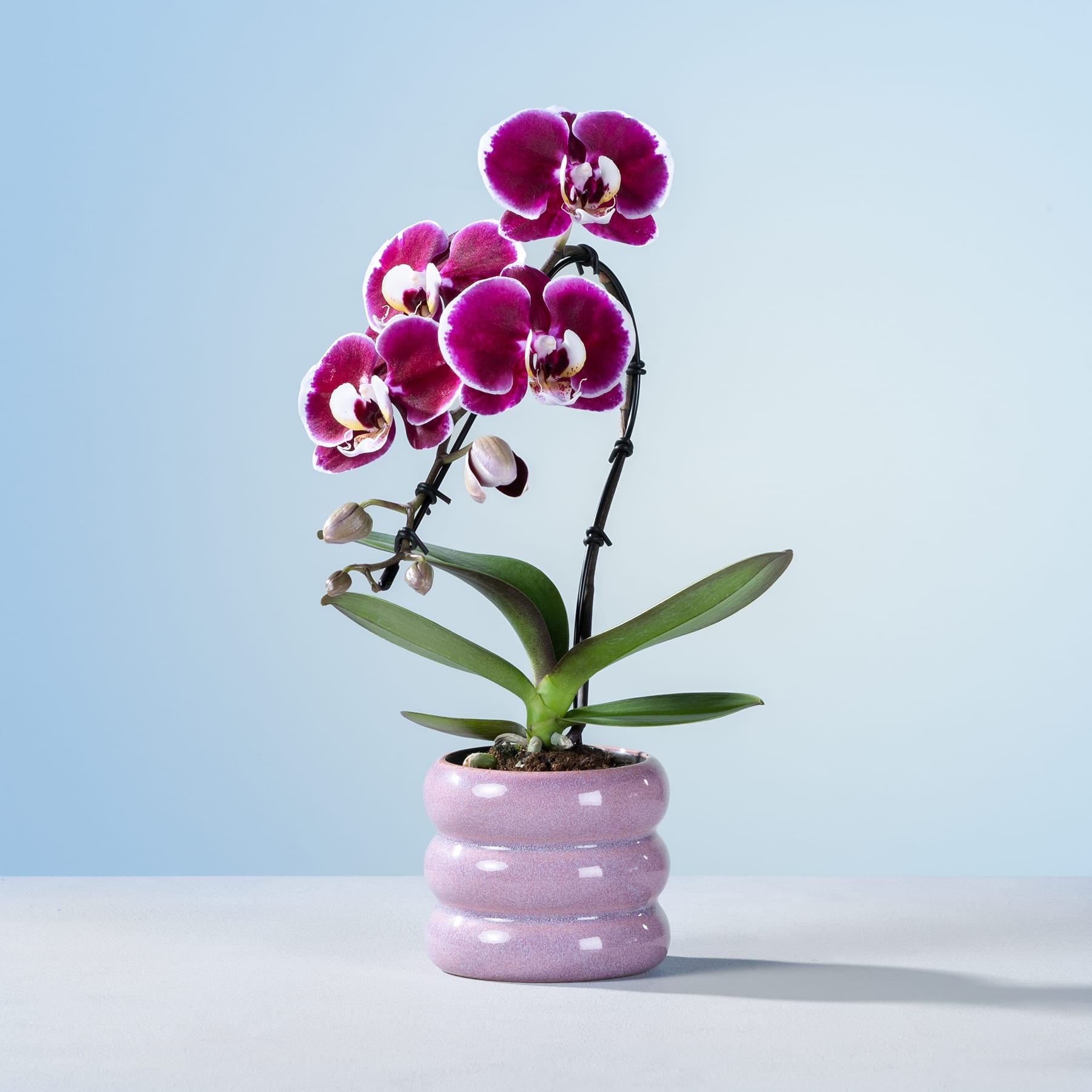 Eine leuchtend violette Orchideenpflanze mit mehreren Blüten steht in einem rosa Keramiktopf vor einem schlichten blauen Hintergrund.
