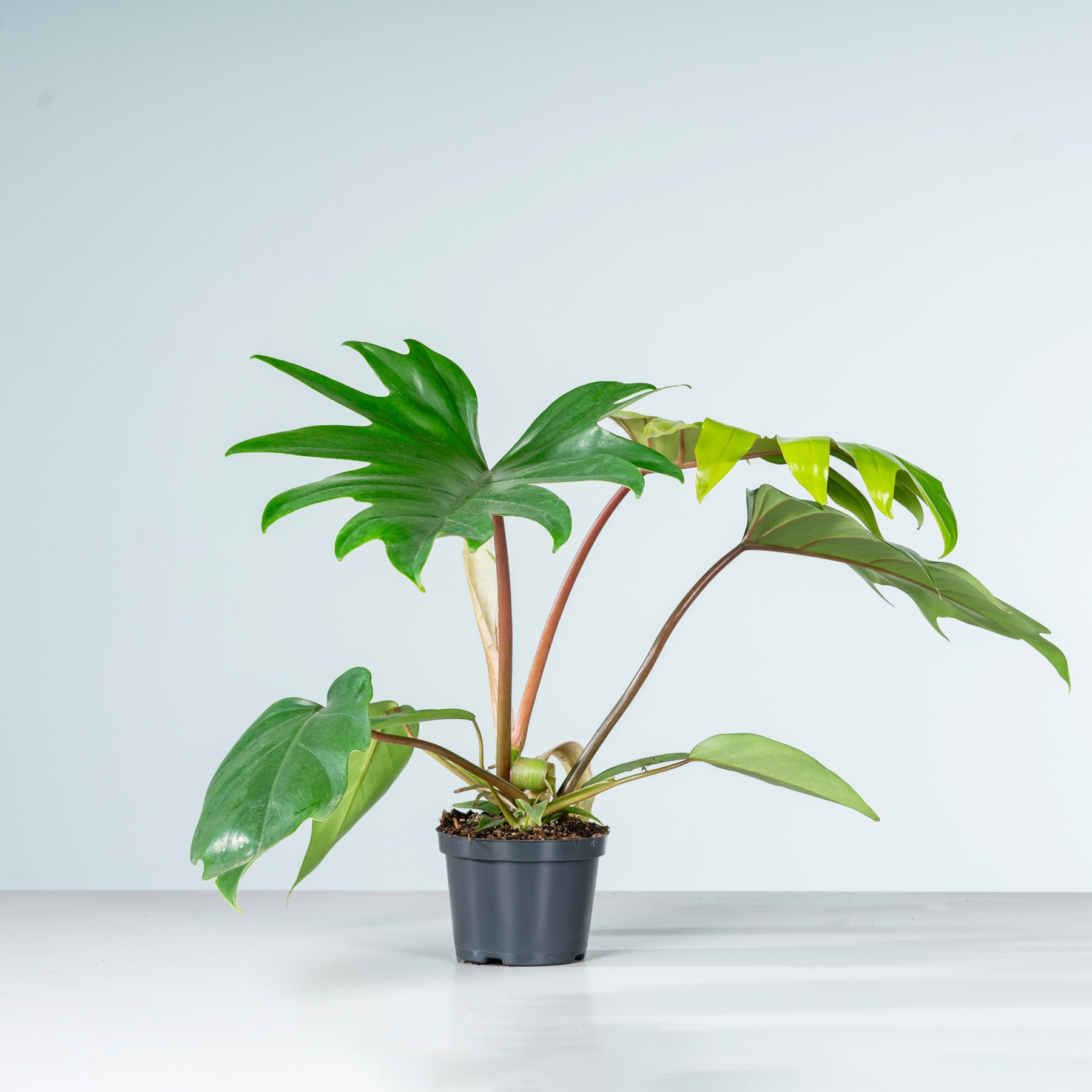 Eine tropische Topfpflanze mit großen, üppigen grünen Blättern steht vor einem schlichten, hellen Hintergrund.