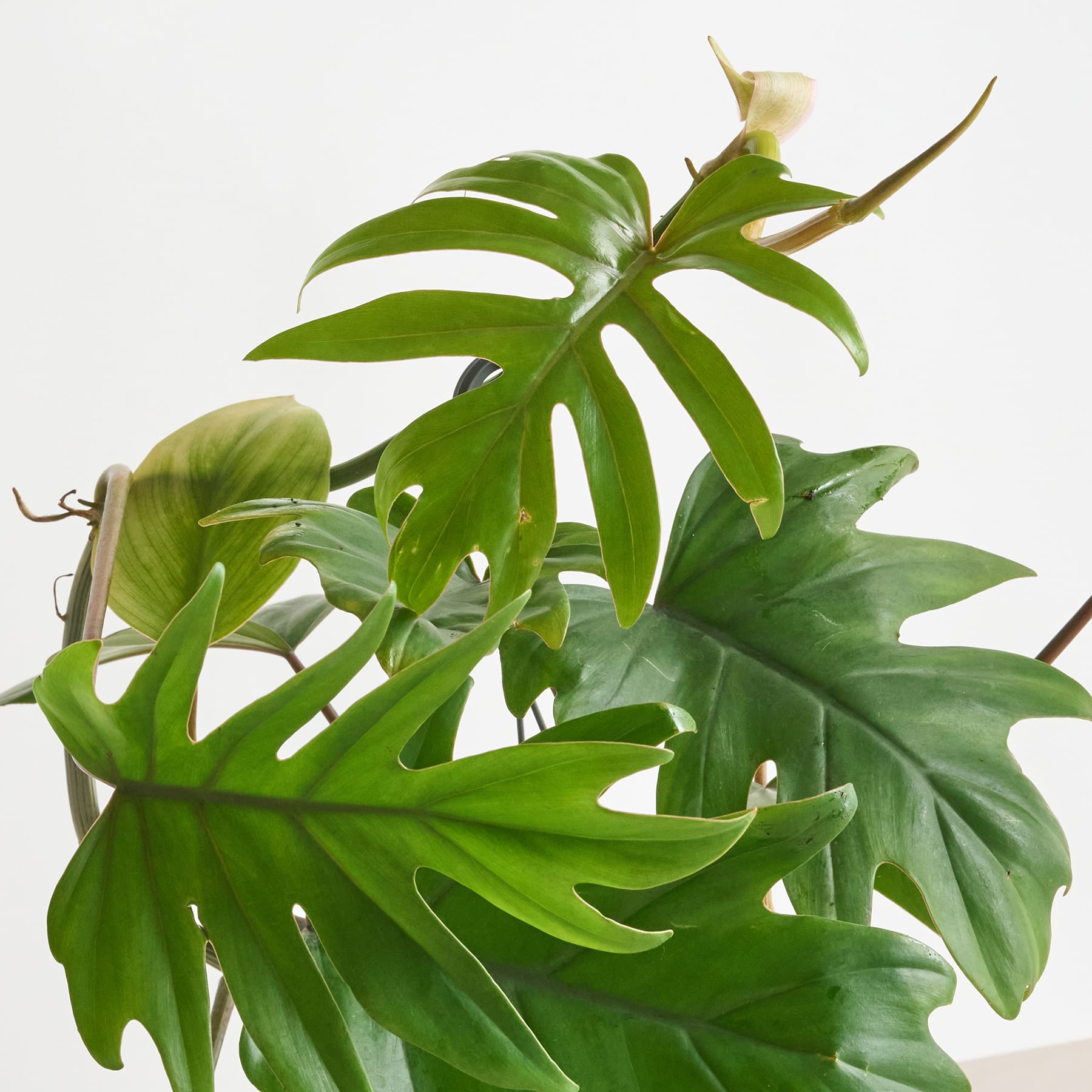 Philodendron 'Mayoi' Ampel