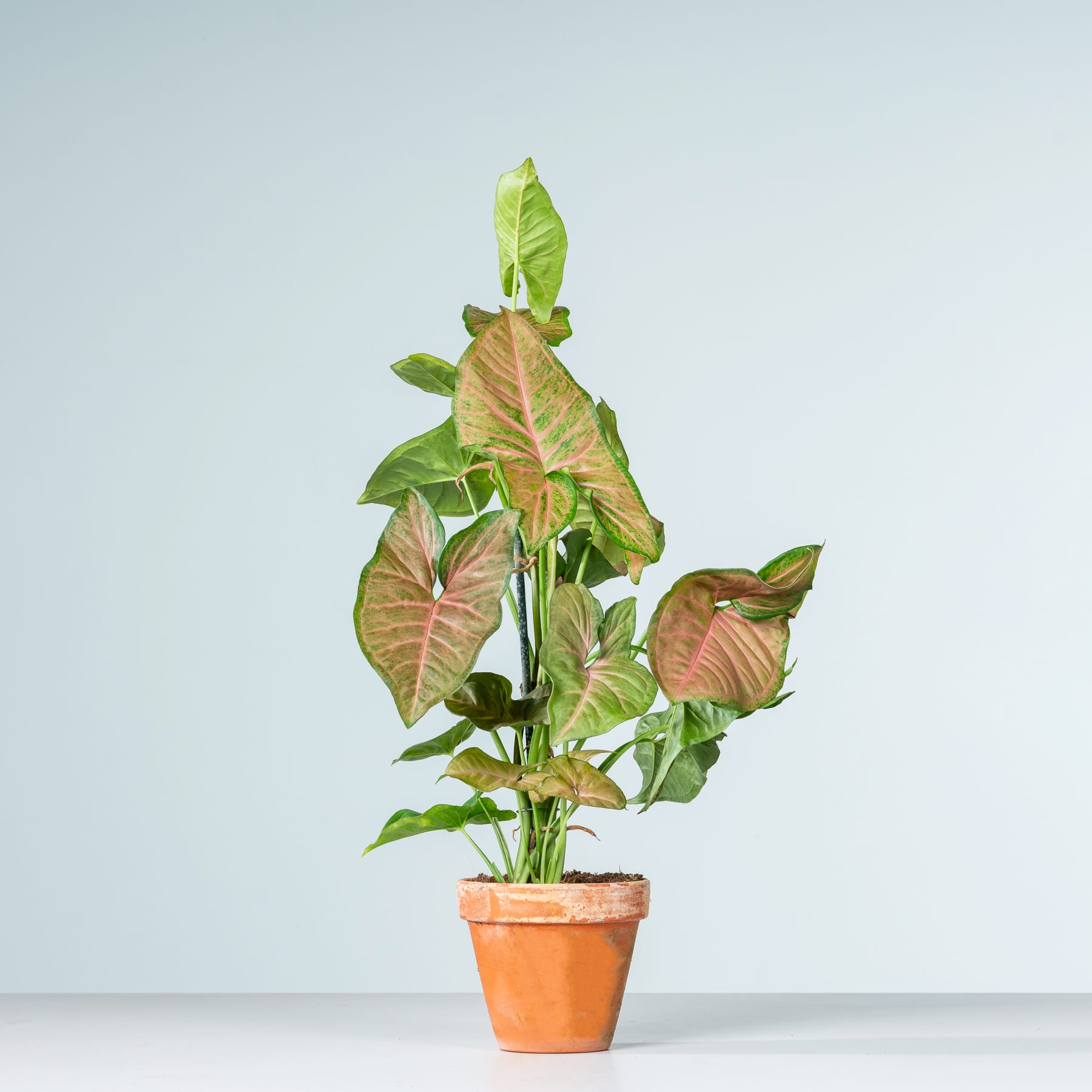 Eine lebendige, tropisch aussehende Pflanze mit großen, herzförmigen Blättern in Grün- und Brauntönen steht in einem Terrakotta-Topf vor einem schlichten, hellblauen Hintergrund.