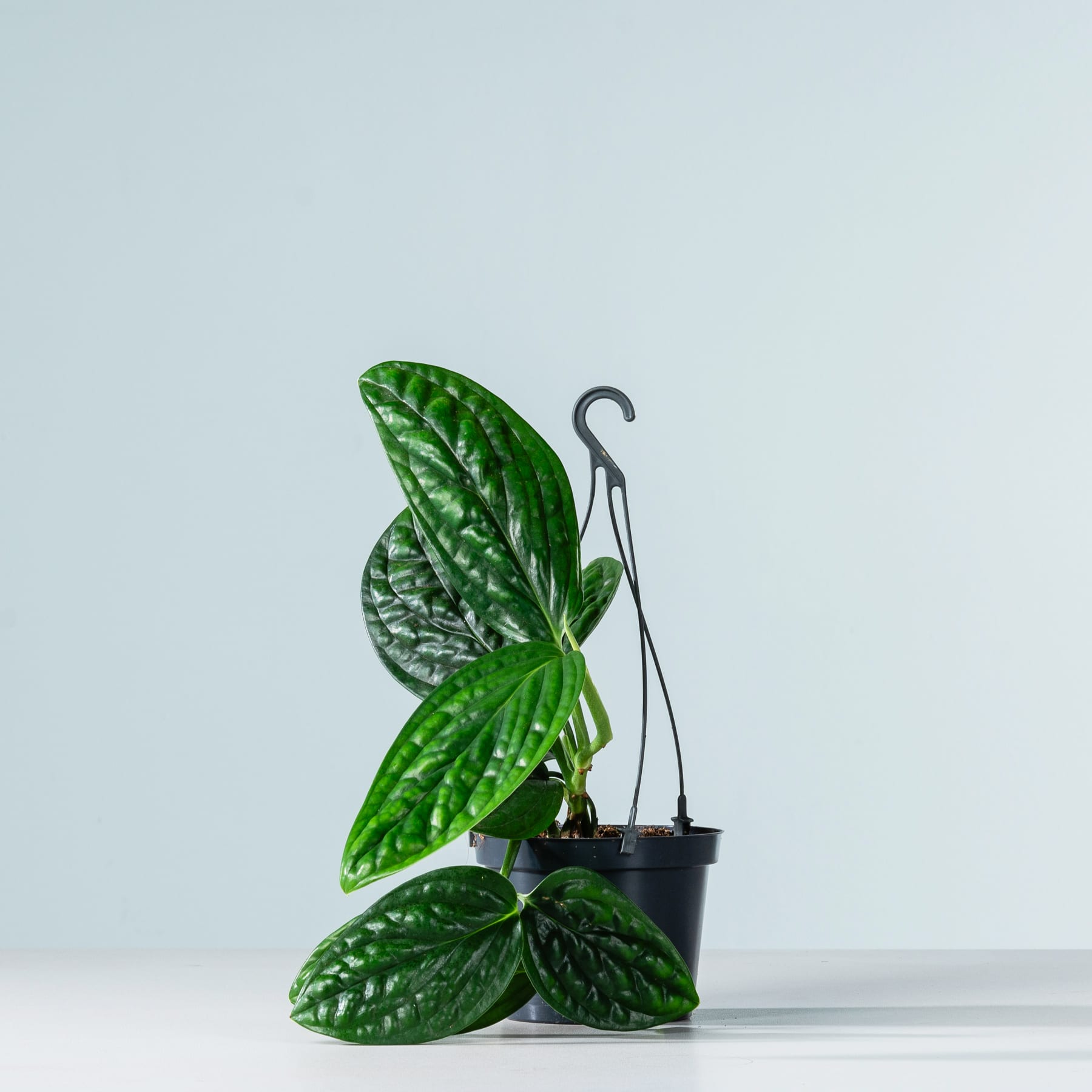 Auf einem schlichten, hellen Untergrund steht eine Topfpflanze mit großen, grünen Blättern.