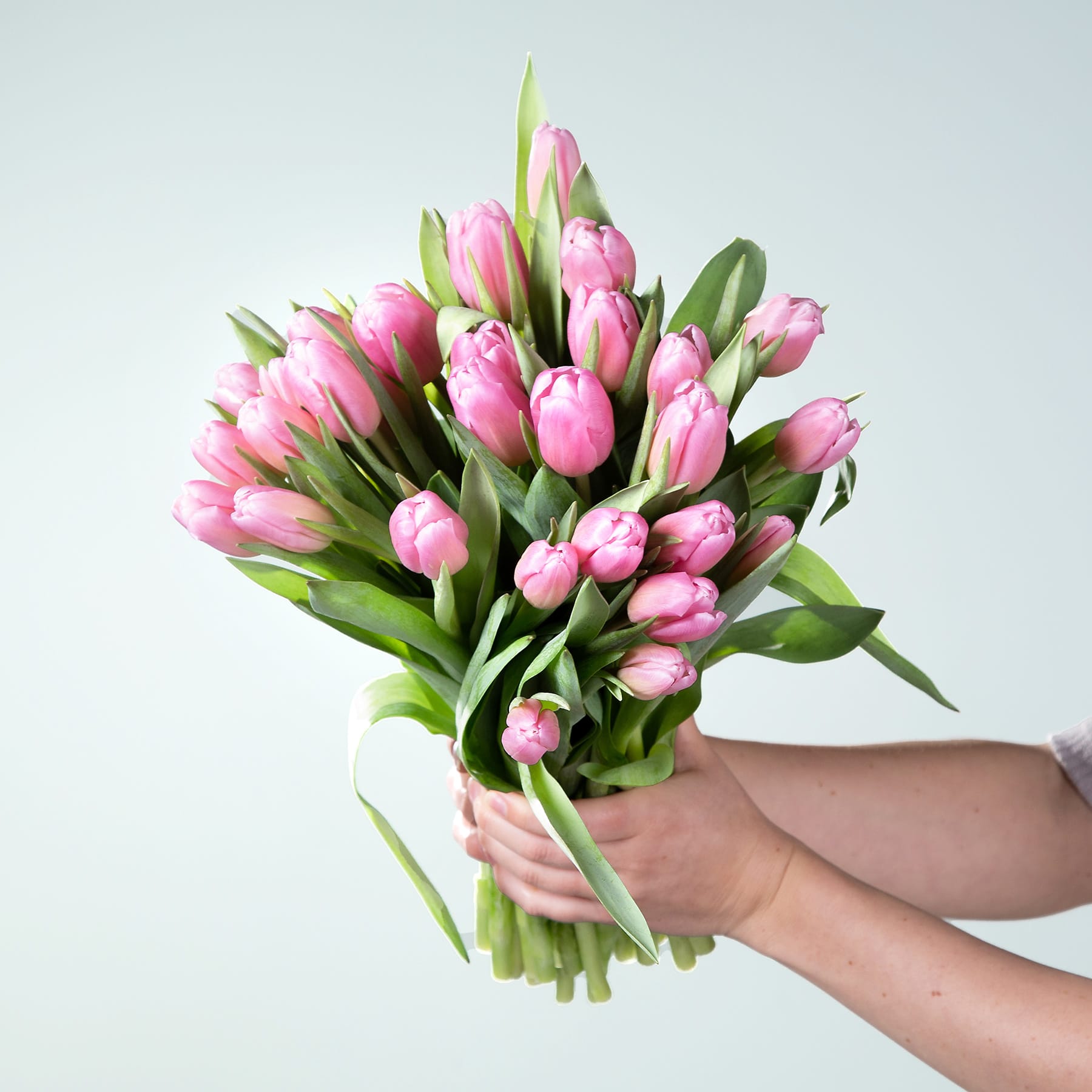 Ein Strauß leuchtend rosa Tulpen, den eine Person vor einem schlichten hellblauen Hintergrund in den Händen hält.