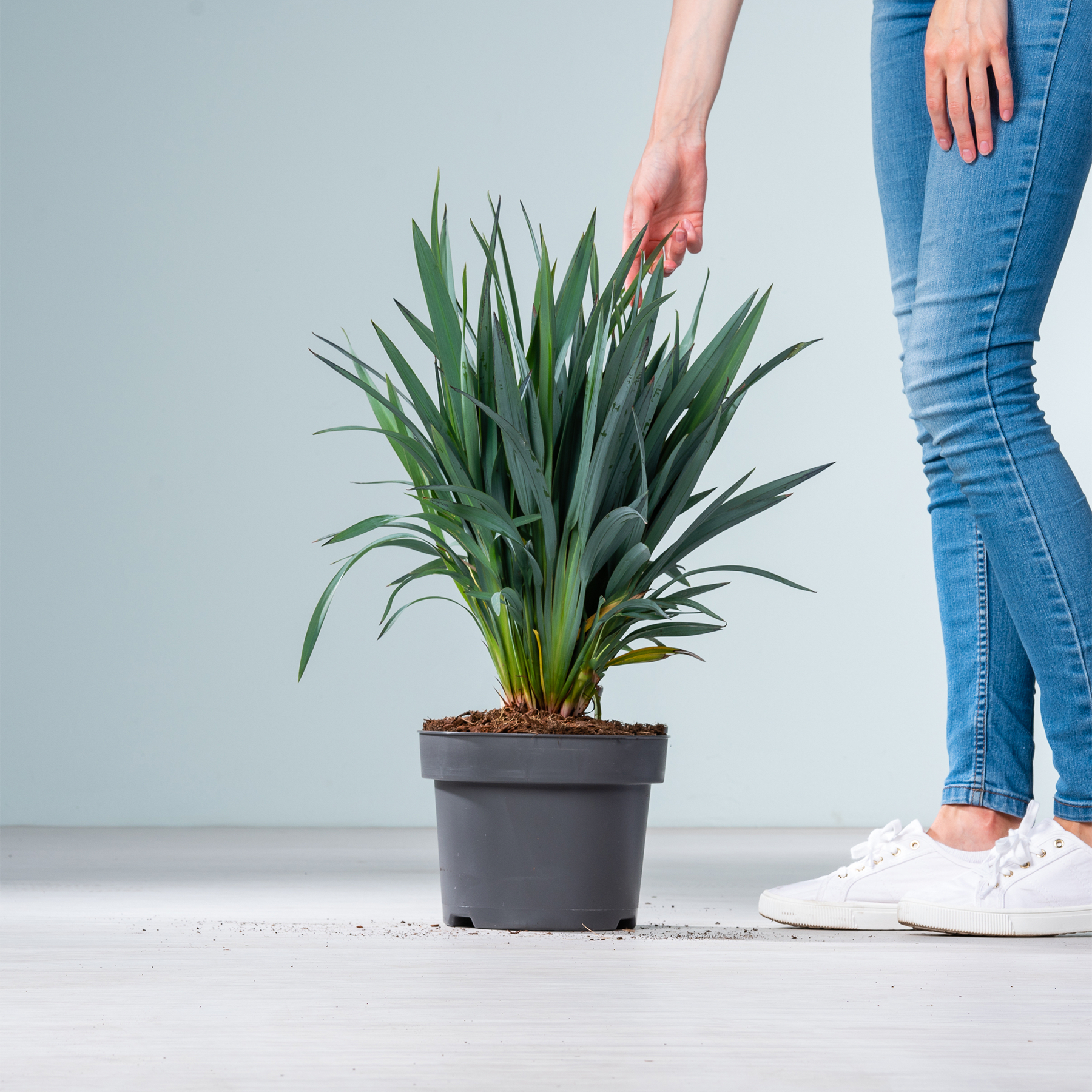 Auf einem weißen Boden steht eine Topfpflanze mit üppigen grünen Blättern. Im Vordergrund sind die Beine und Füße einer Person zu sehen, die Blue Jeans und weiße Turnschuhe trägt.