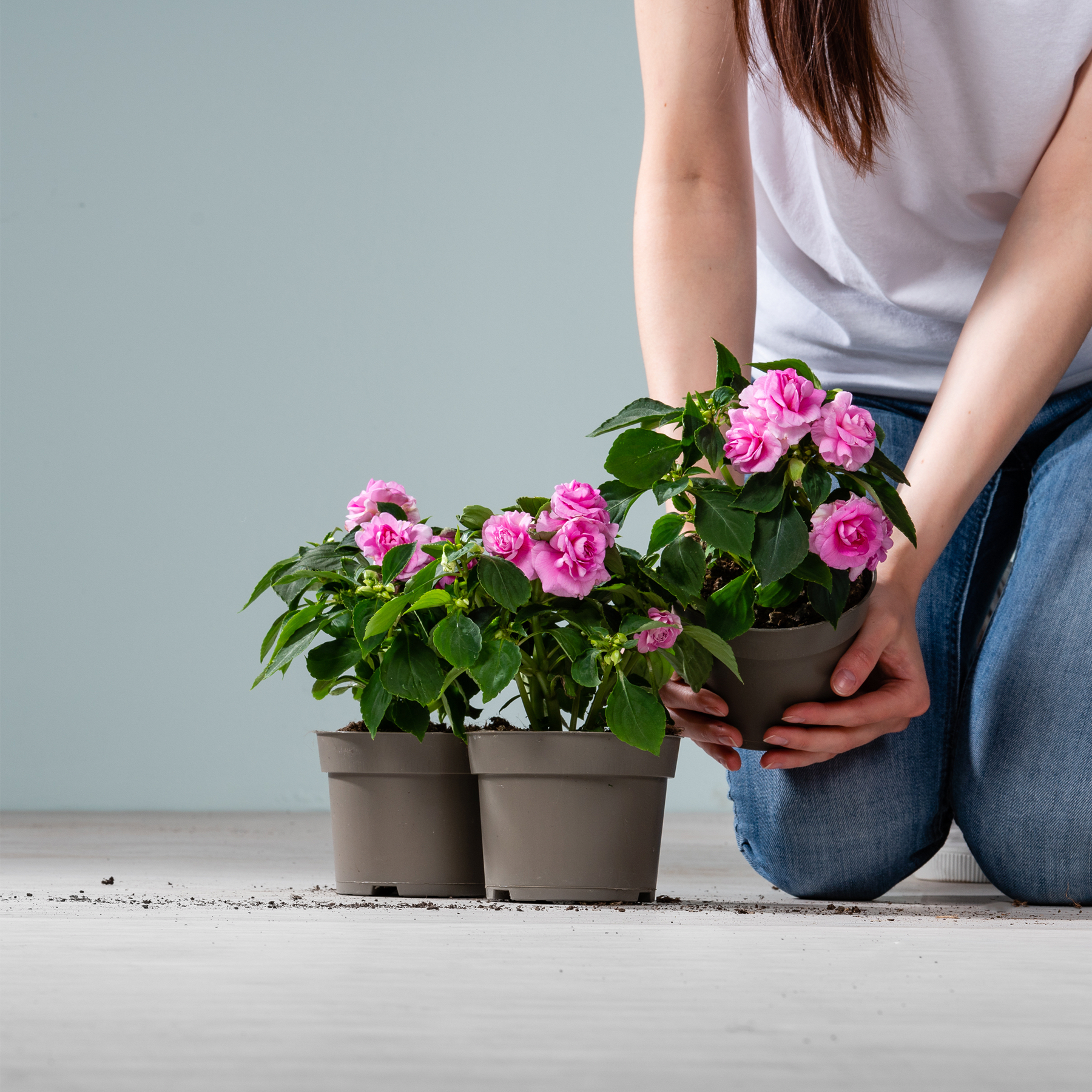 Das Bild zeigt eine Person, die vor einem schlichten grauen Hintergrund zwei Topfpflanzen mit leuchtend rosa Rosenblüten hält.