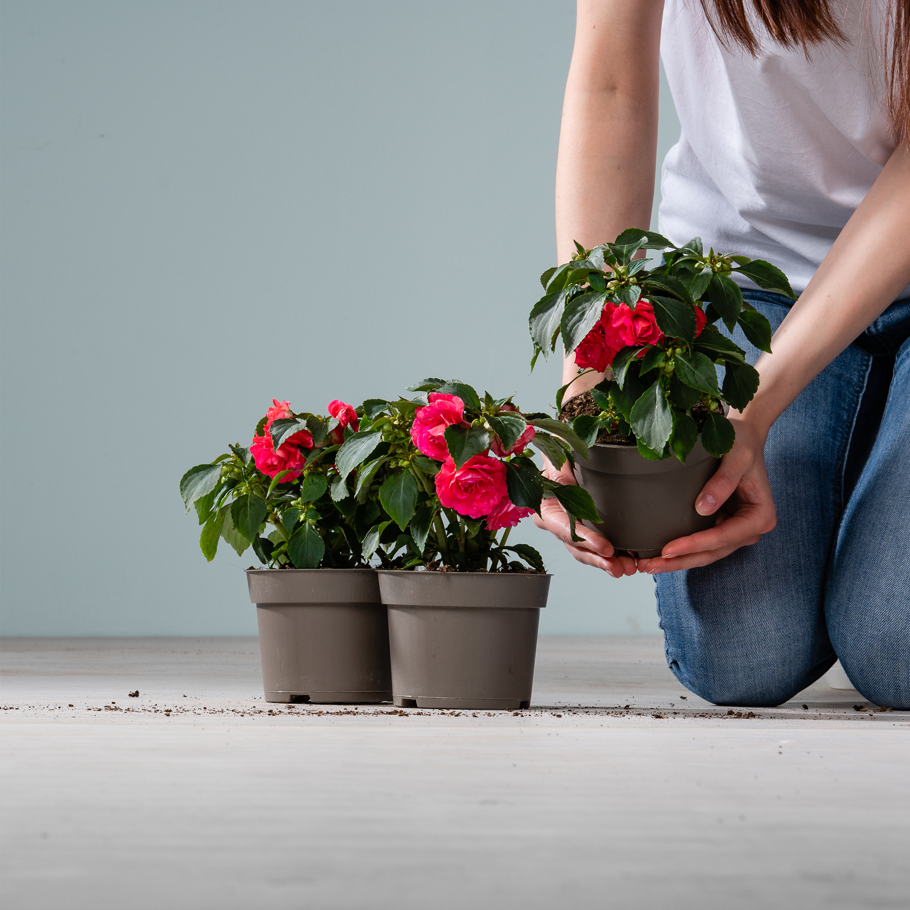 Das Bild zeigt die Hände einer Person, die vor einem schlichten grauen Hintergrund zwei Topfpflanzen mit leuchtend roten Blüten hält.