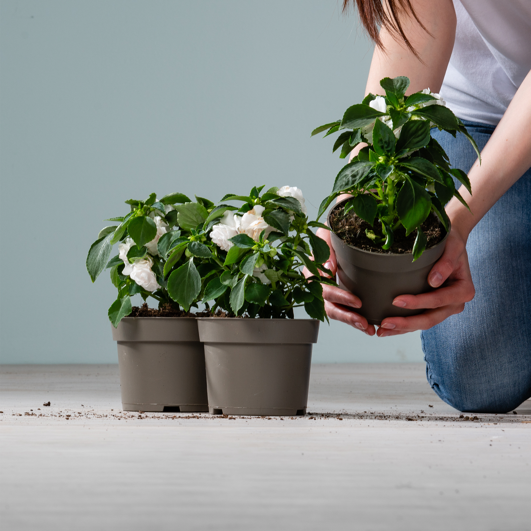 Das Bild zeigt die Hände einer Person, die eine Topfpflanze hält. Im Vordergrund sind auf einer Holzoberfläche vor einem schlichten Hintergrund mehrere andere Topfpflanzen zu sehen.