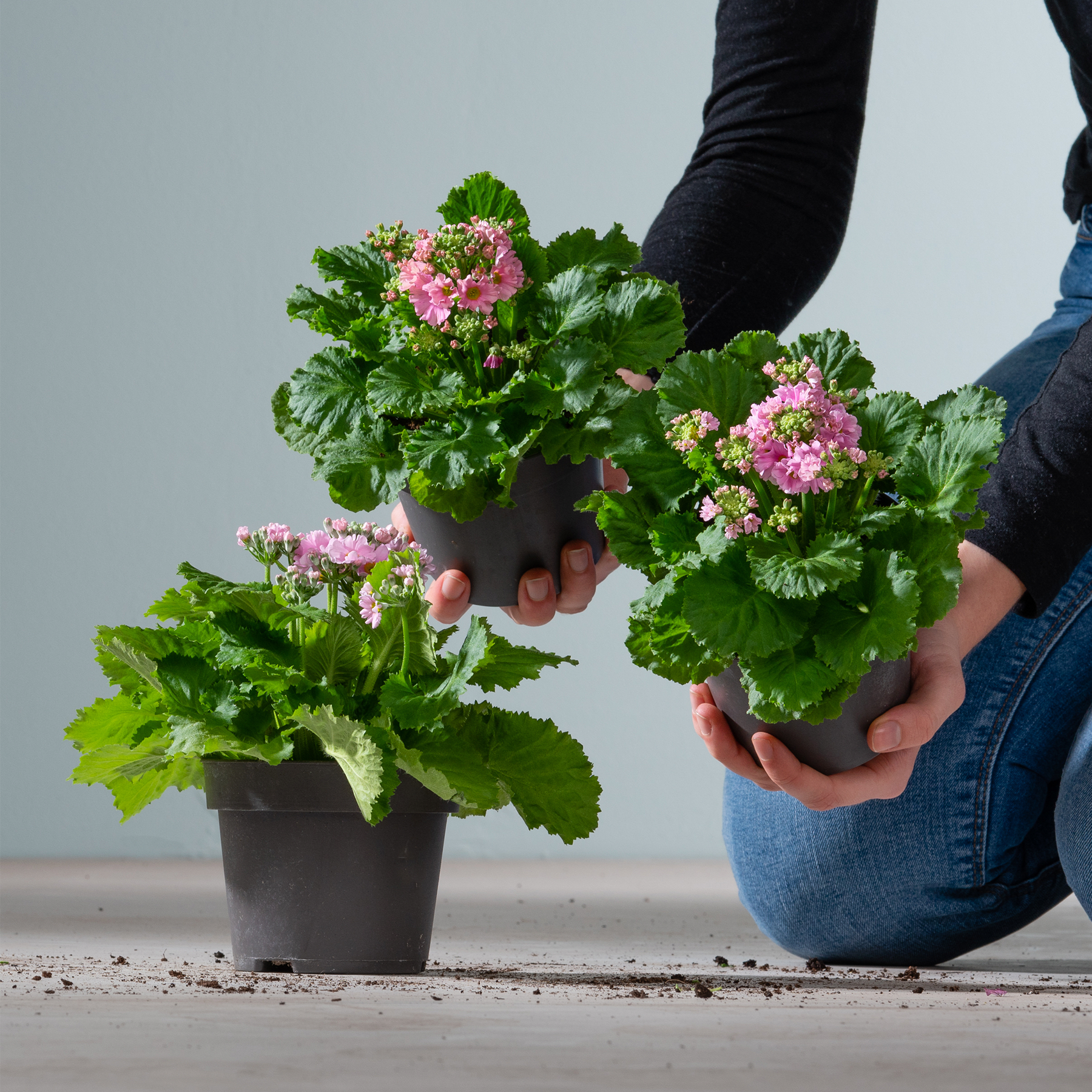 Das Bild zeigt die Hände einer Person, die vor einem schlichten Hintergrund eine Topfpflanze mit üppigen grünen Blättern und rosa Blüten hält.