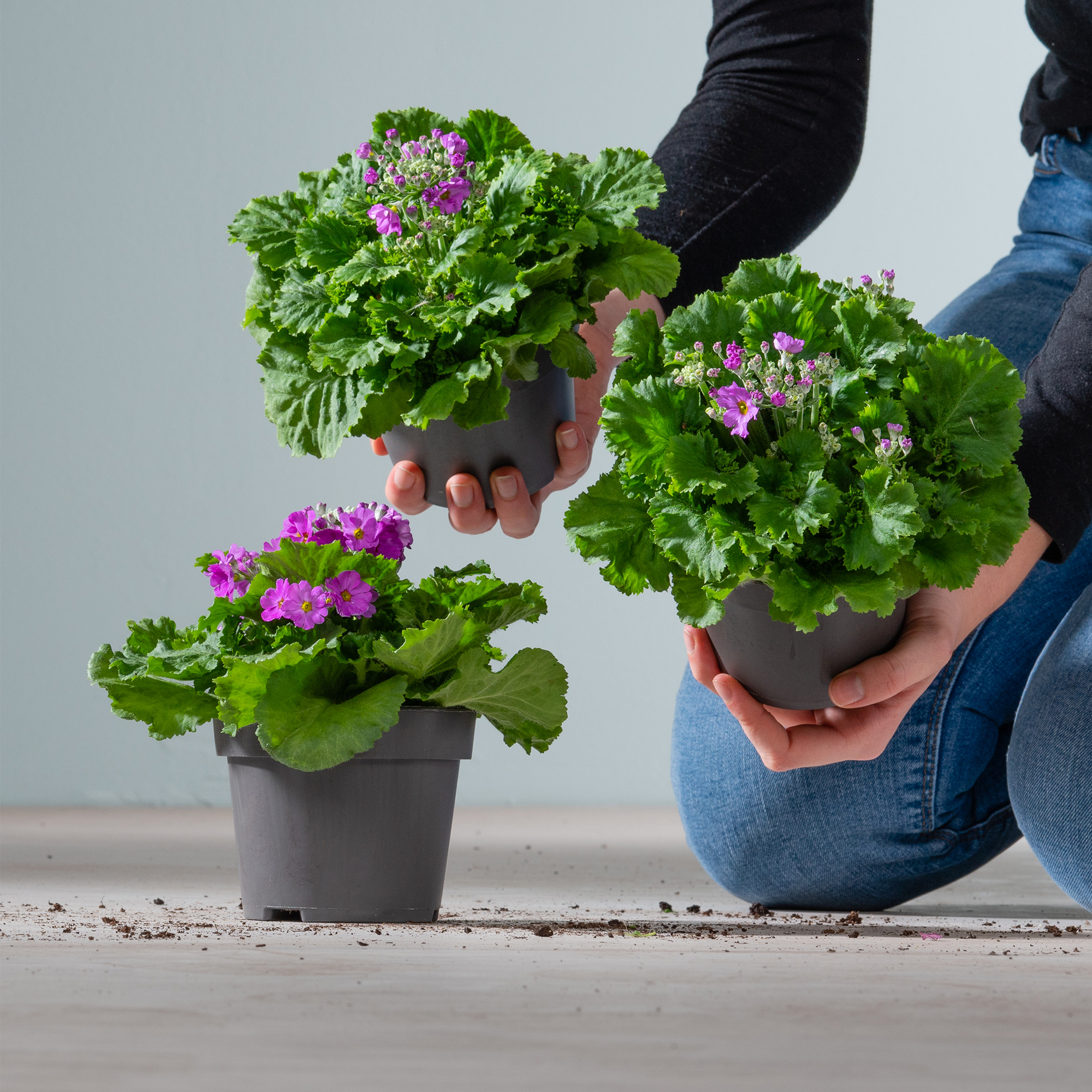 Das Bild zeigt die Hände einer Person, die vor einem schlichten Hintergrund Topfpflanzen mit grünen Blättern und violetten Blüten hält.