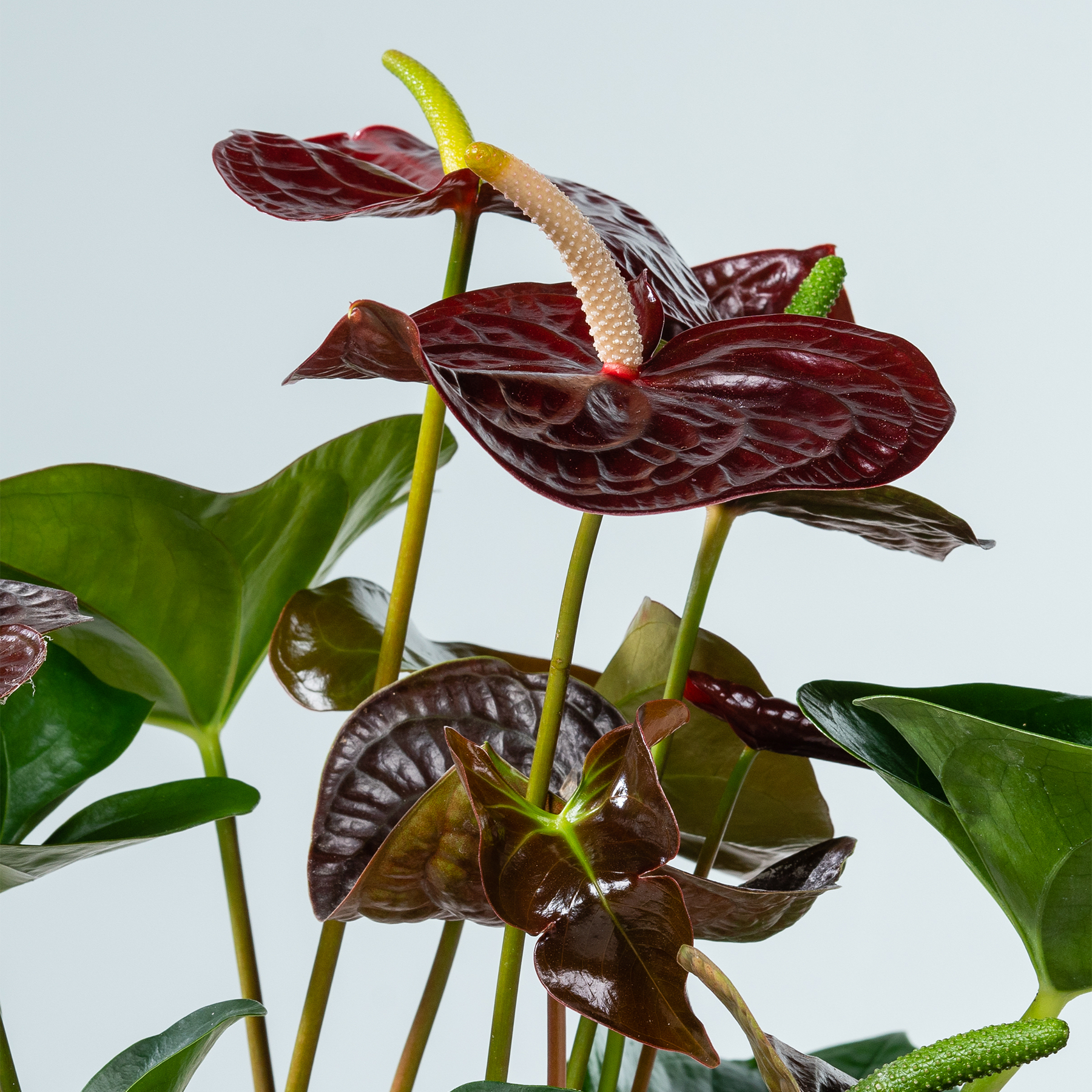 Das Bild zeigt eine auffällige tropische Pflanze mit großen, dunkelroten Blättern und einer charakteristischen blumenartigen Struktur, die aus dem Laub hervorwächst.