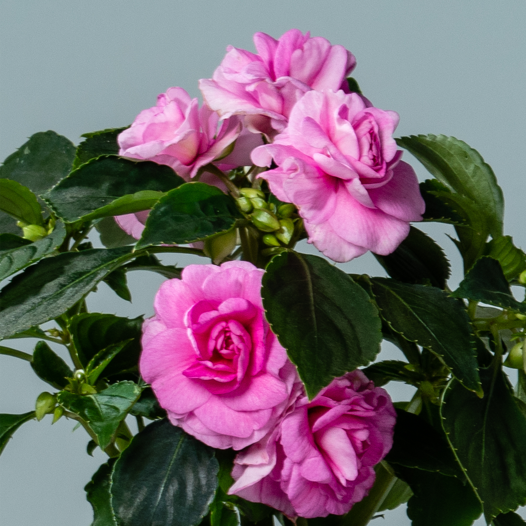 Ein lebendiger Strauß üppiger rosa Rosen mit glänzend grünen Blättern vor einem gedämpften grauen Hintergrund.