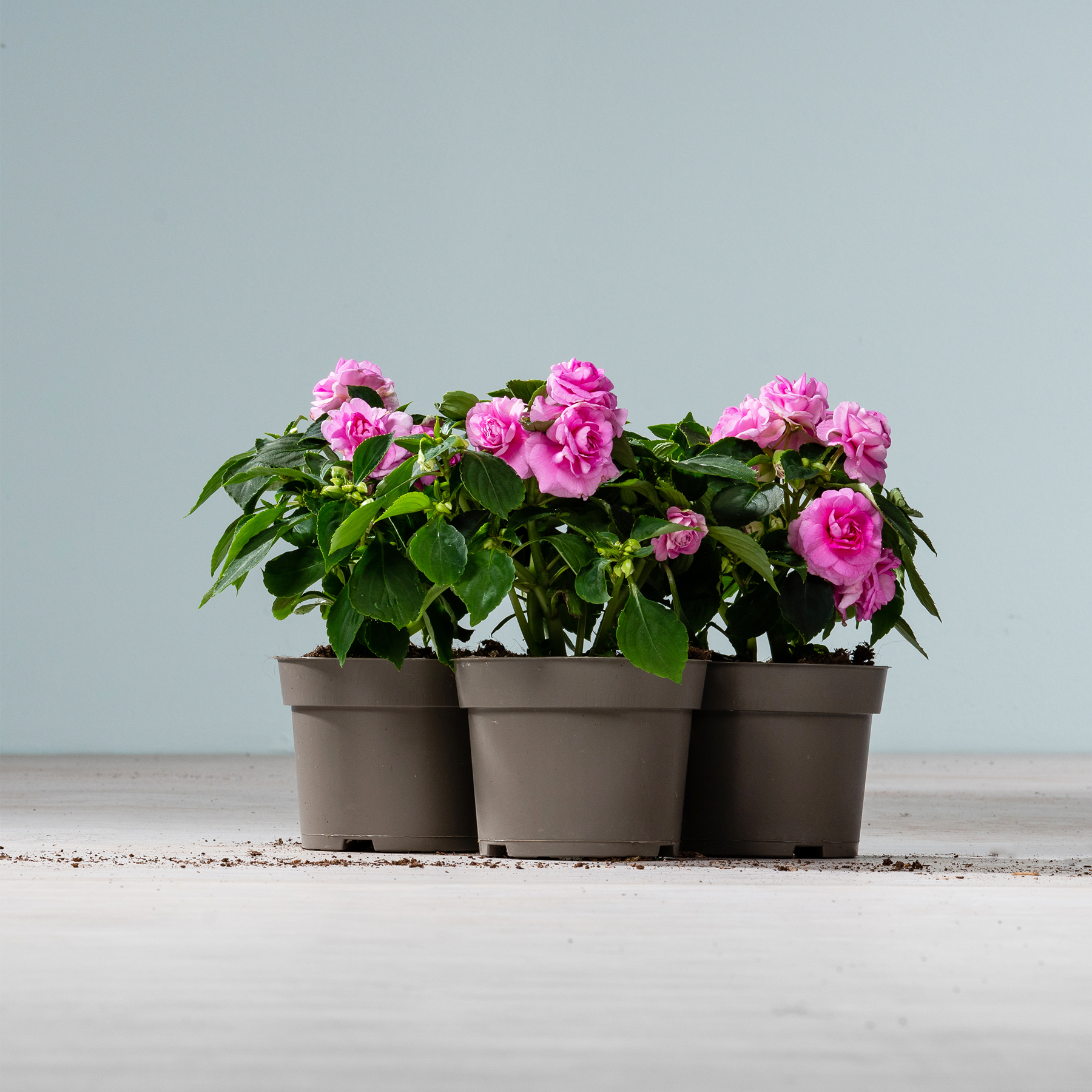 Drei rosa Rosenpflanzen in Töpfen mit üppigem grünem Laub stehen auf einer Holzoberfläche vor einem schlichten hellblauen Hintergrund.