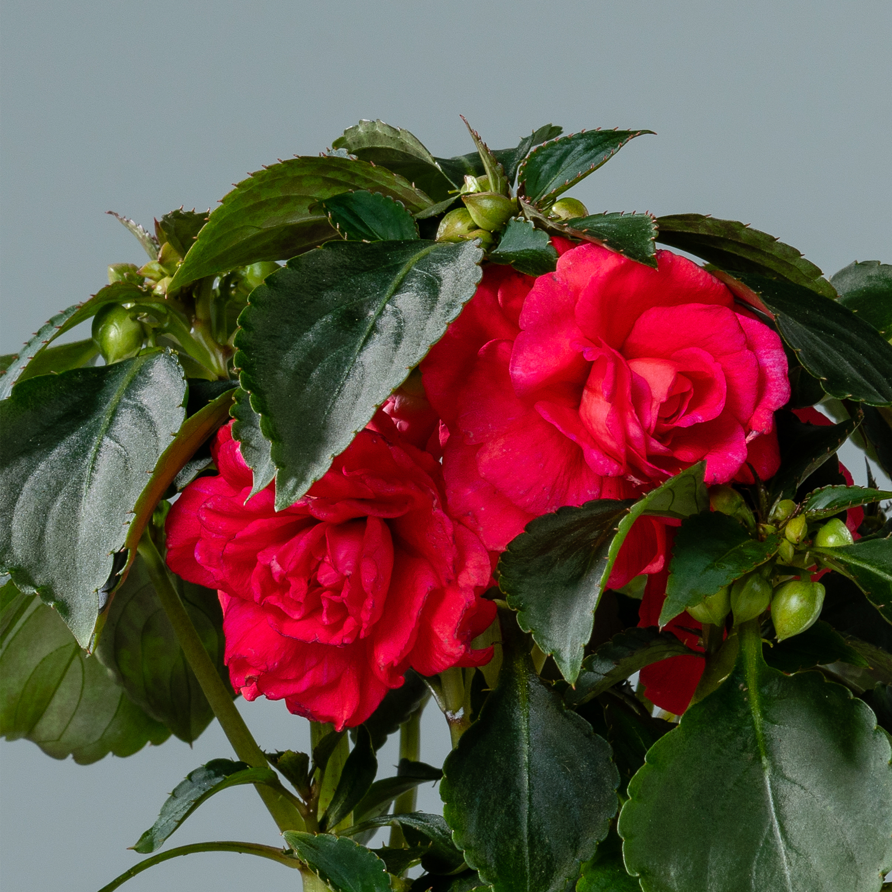 Leuchtend rote Rosen mit üppigen grünen Blättern heben sich von einem gedämpften grauen Hintergrund ab und schaffen eine auffällige und optisch ansprechende Komposition.