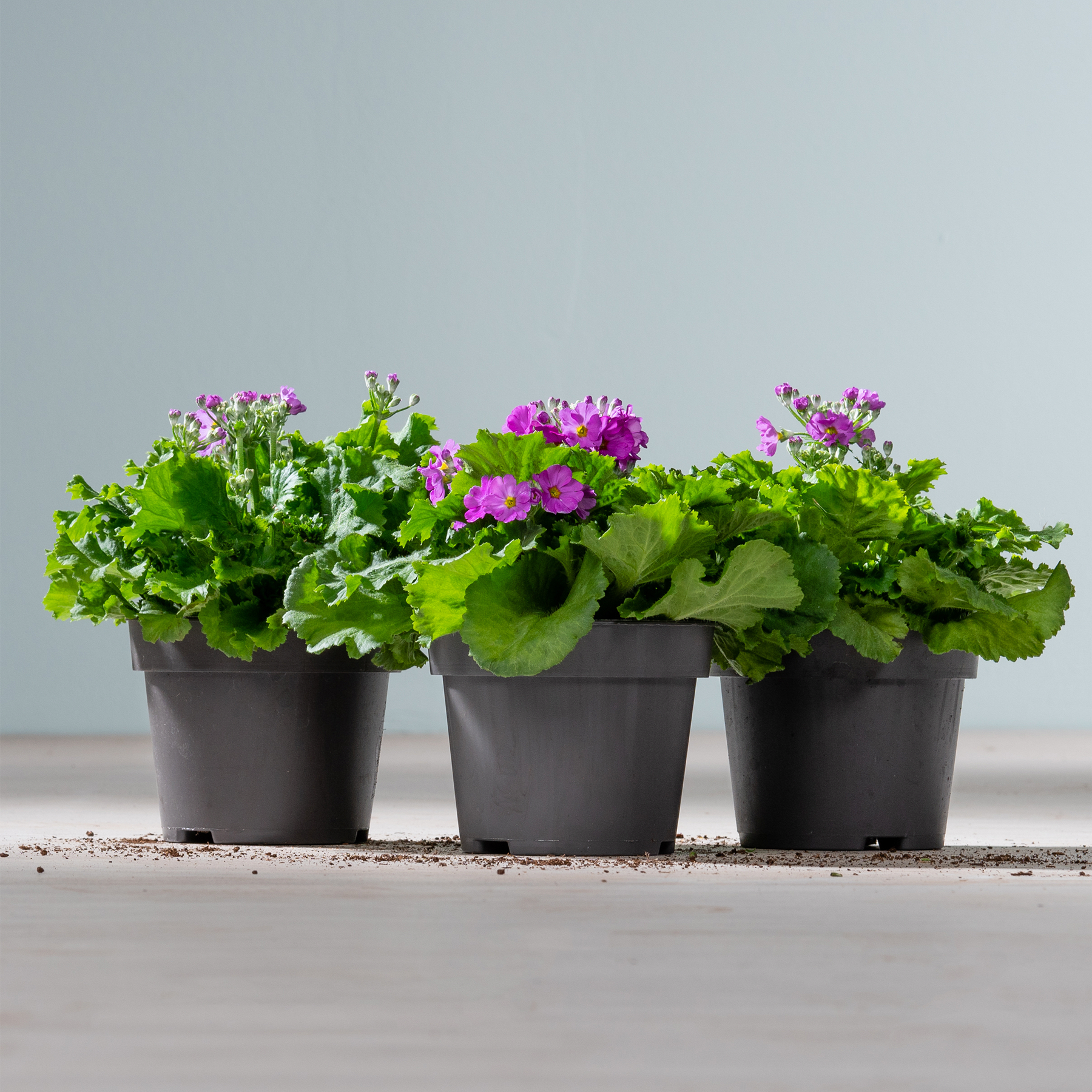 Drei schwarze Pflanzgefäße mit üppigem grünem Laub und leuchtend violetten Blumen stehen auf einer Holzoberfläche vor einem schlichten grauen Hintergrund.