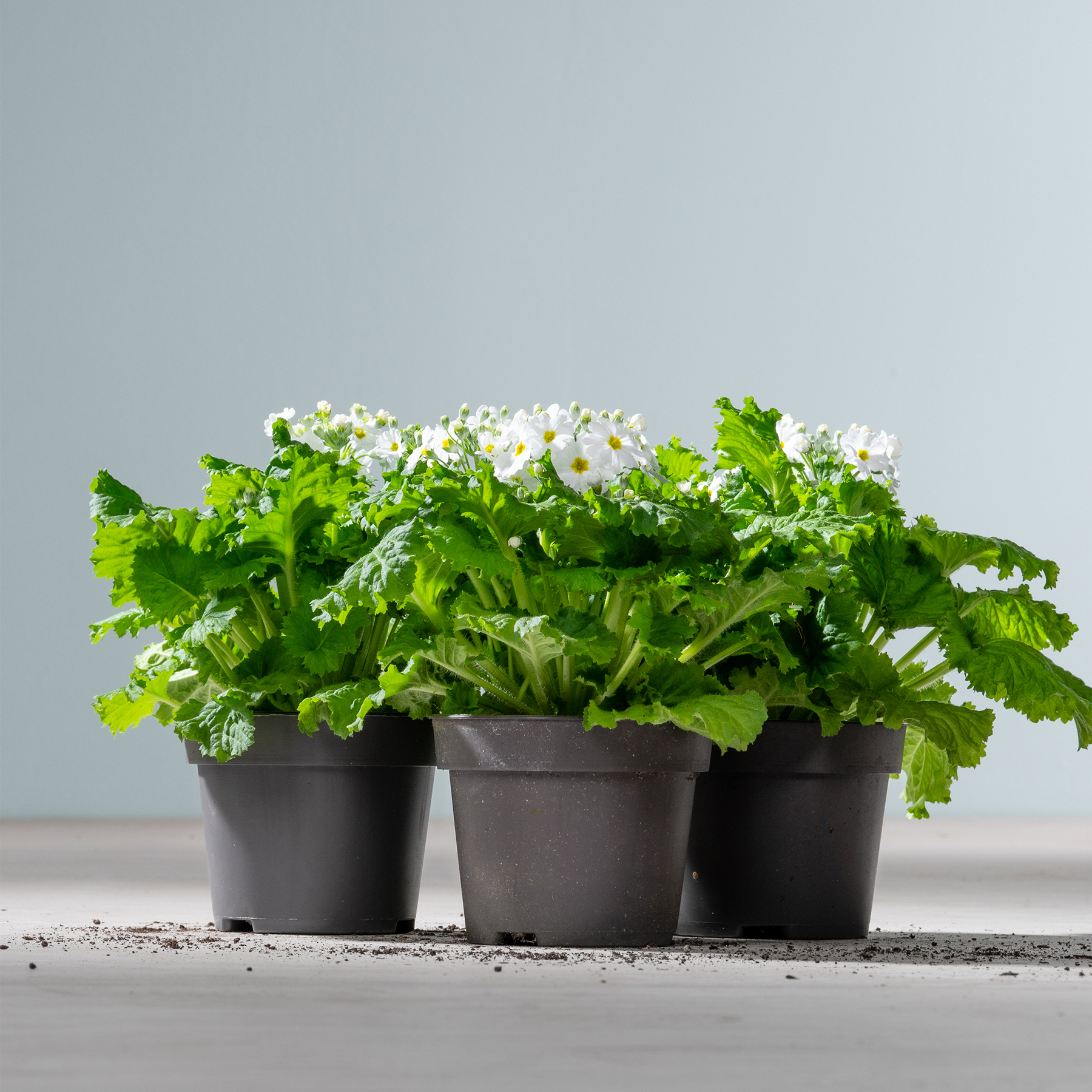 Drei schwarze Pflanzgefäße mit üppigen grünen Blättern und zarten weißen Blüten stehen auf einer Holzoberfläche vor einem schlichten grauen Hintergrund.