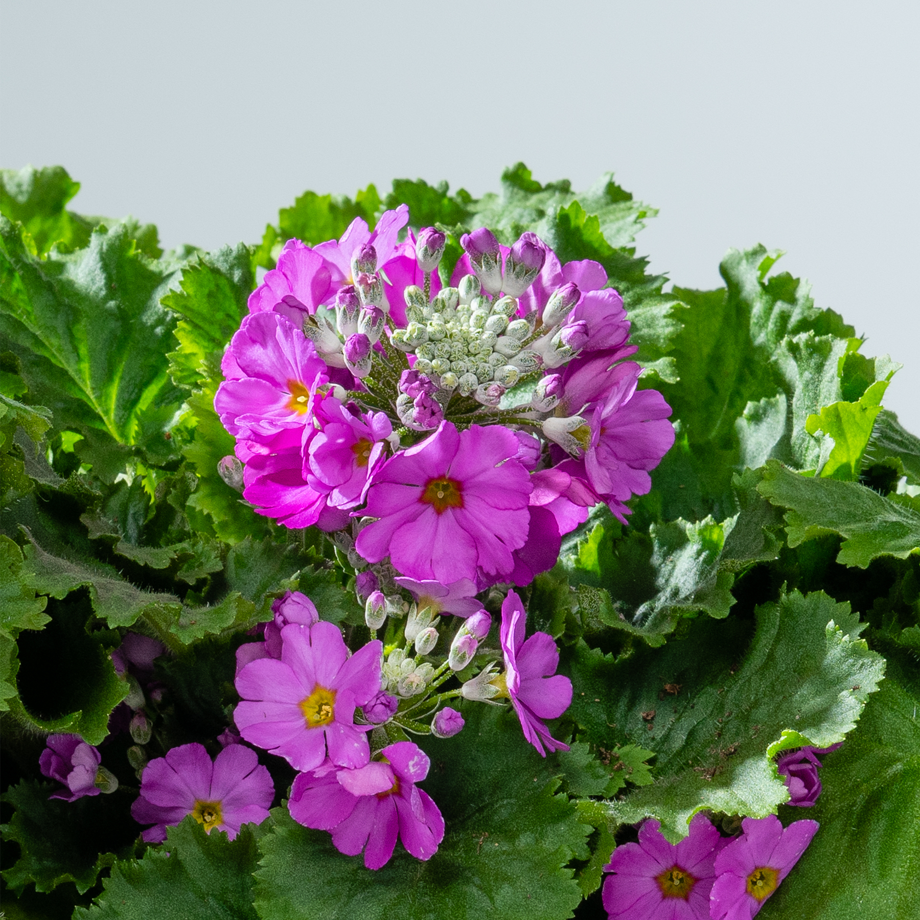 Ein lebendiger Strauß üppiger, violetter Primelblüten, umgeben von grünem Laub vor einem blassen, dunstigen Hintergrund.