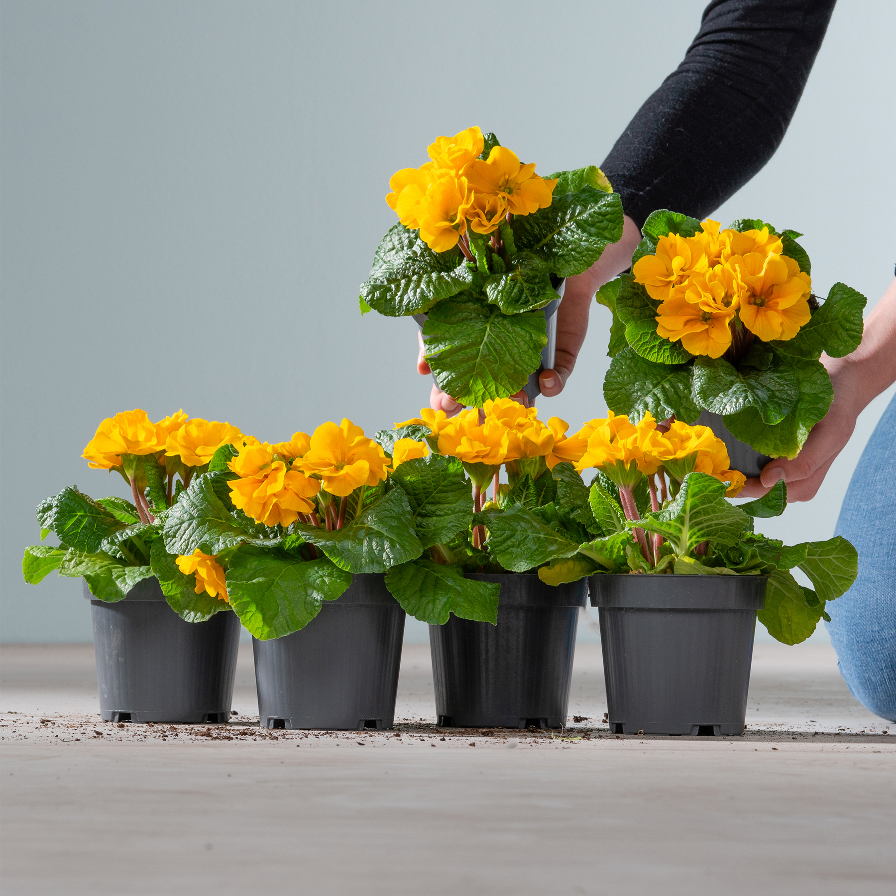 Leuchtend gelbe Blumen in schwarzen Töpfen stehen auf einer Oberfläche, während im Vordergrund vor einem schlichten Hintergrund eine Hand einen Strauß ähnlicher Blumen hält.