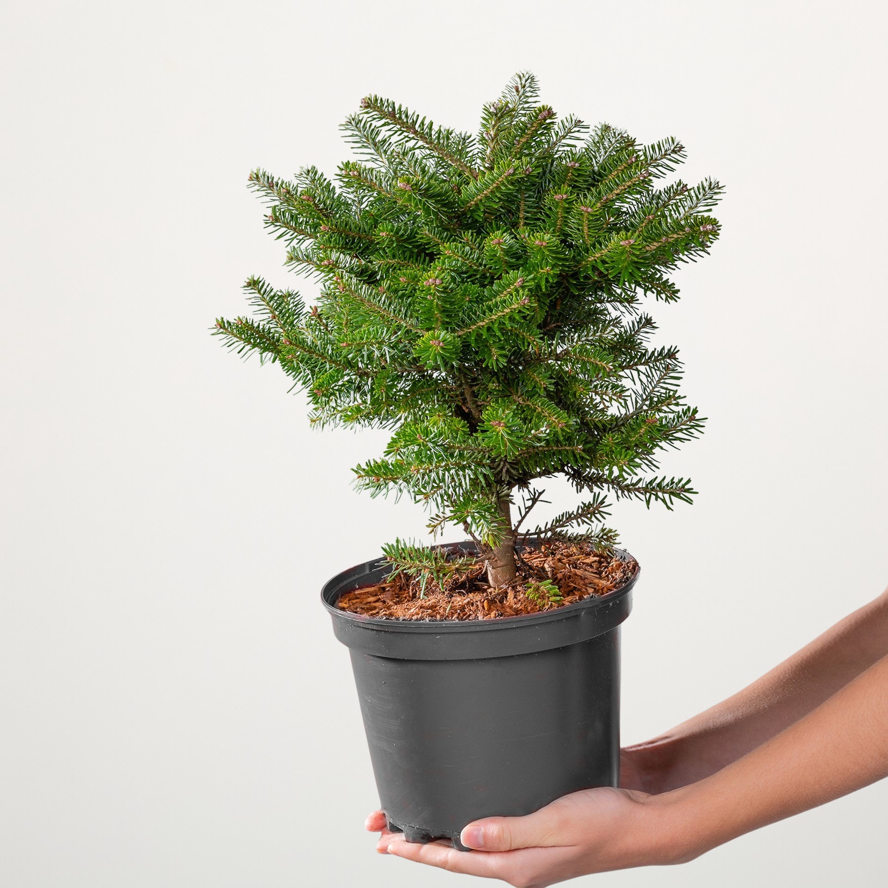 Vor einem schlichten weißen Hintergrund wird ein kleiner immergrüner Baum im Topf mit üppigem grünem Laub in den Händen einer Person gehalten.