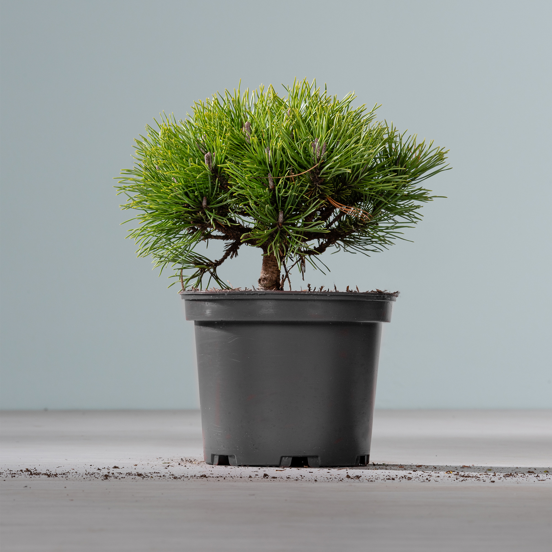Ein kleiner Bonsai-Baum im Topf mit üppigem, grünem Laub steht auf einer schlichten, grauen Oberfläche vor einem neutralen Hintergrund.