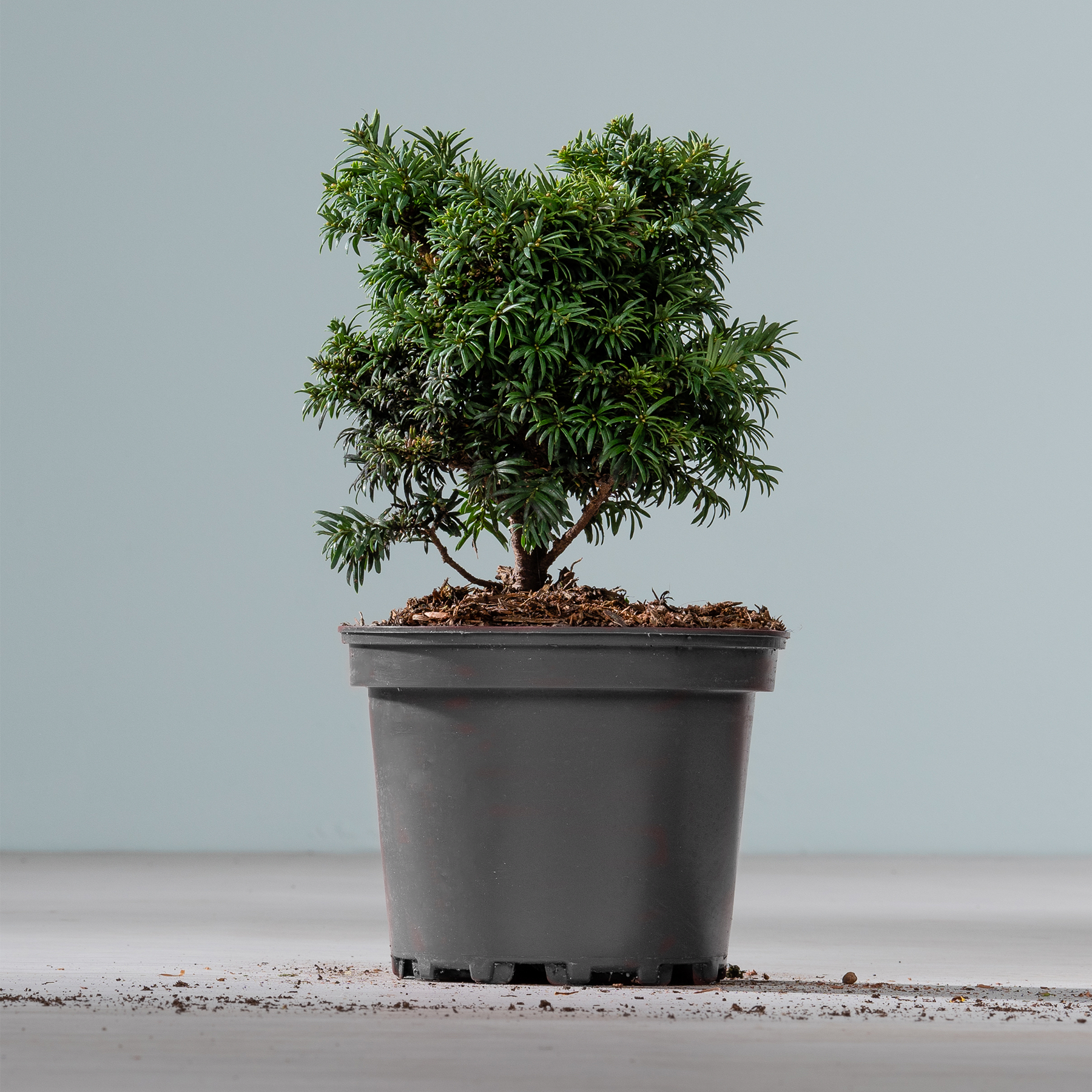 Ein kleiner, üppig grüner Bonsai-Baum ist in einem schwarzen Topf eingetopft und steht auf einer schlichten, hellen Oberfläche vor einem neutralen Hintergrund.