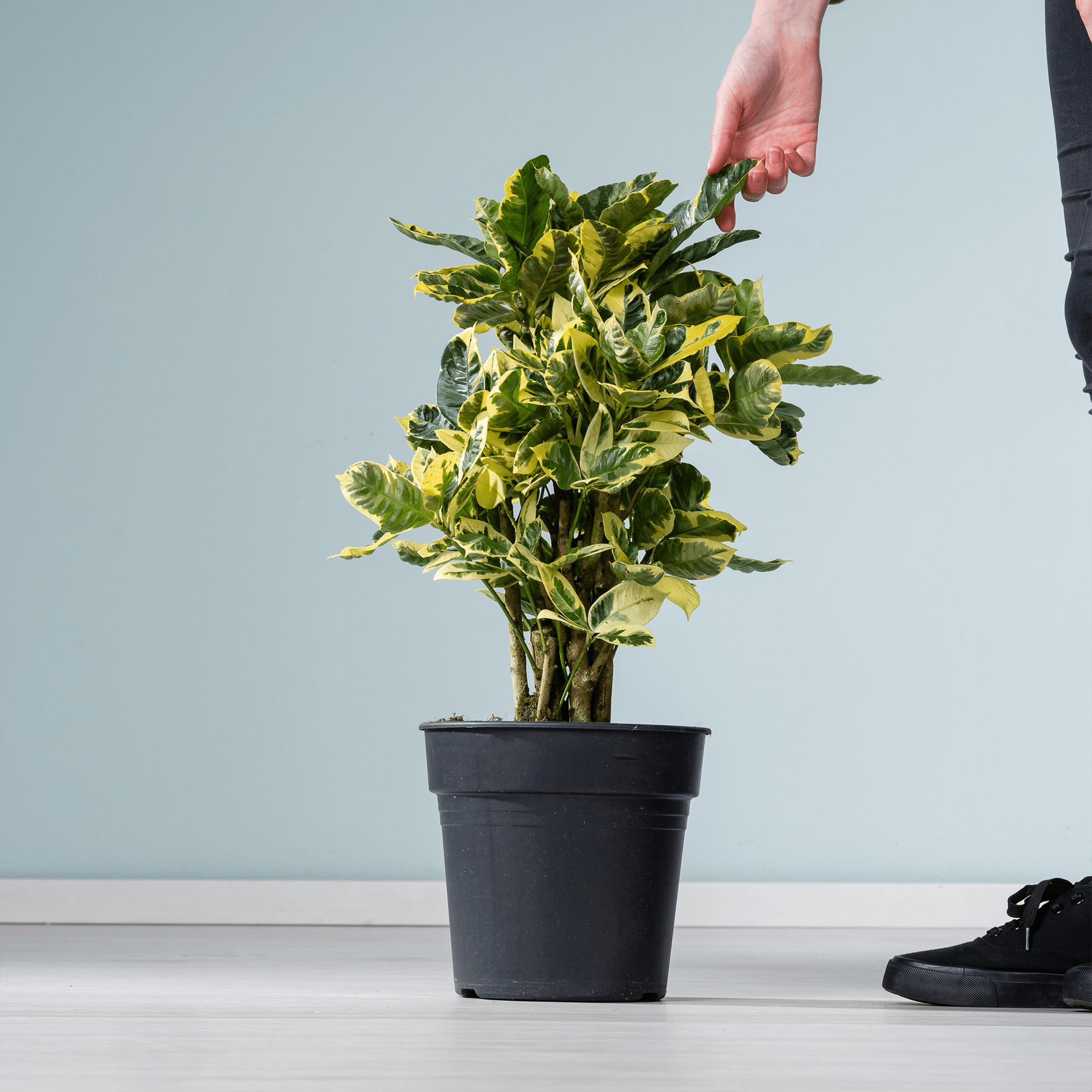 Eine Hand hält eine Topfpflanze mit großen, grünen Blättern vor einem schlichten, hellen Hintergrund.