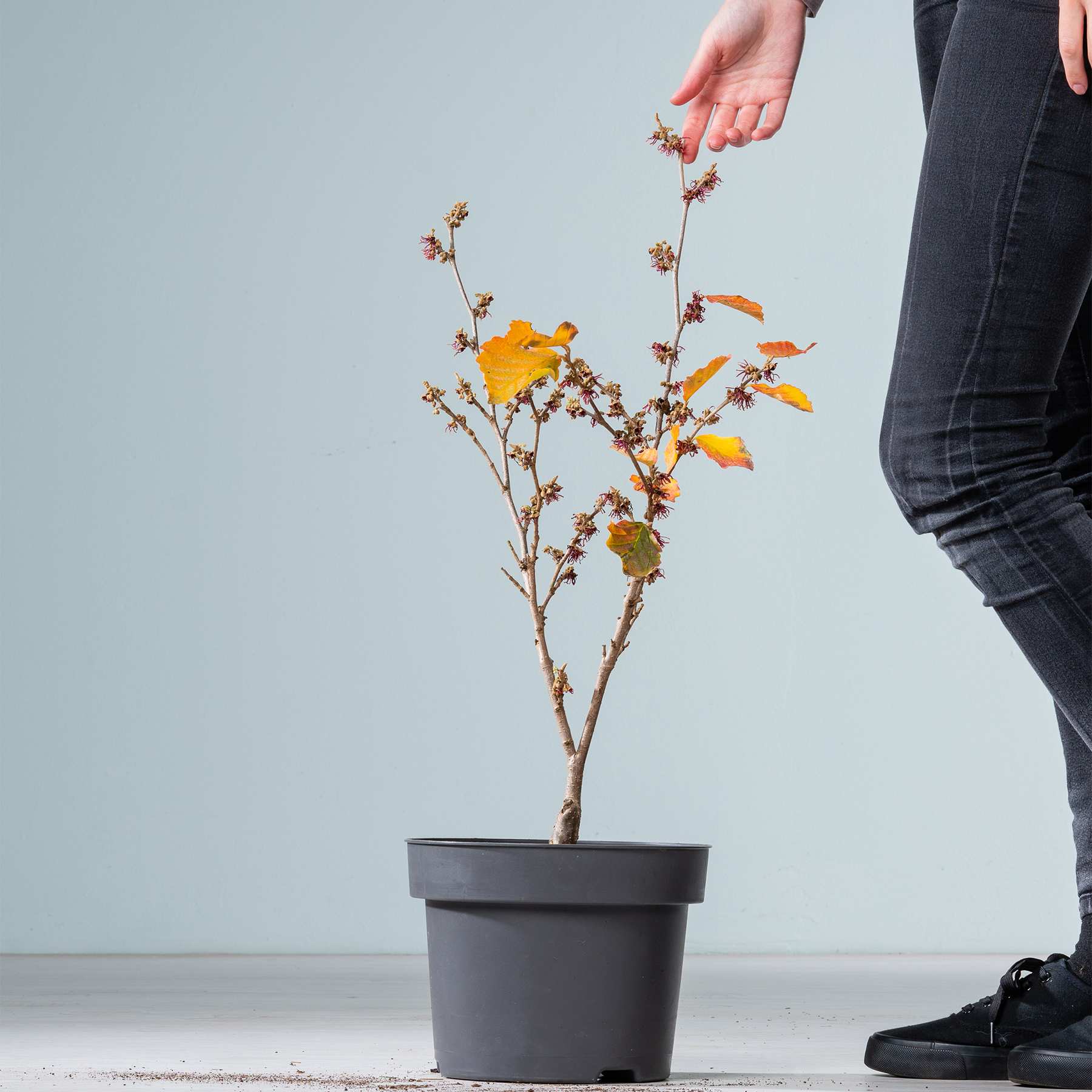 Vor einem schlichten Hintergrund wird ein kleiner Topfbaum mit gelben Blättern von einer Person in den Händen gehalten.