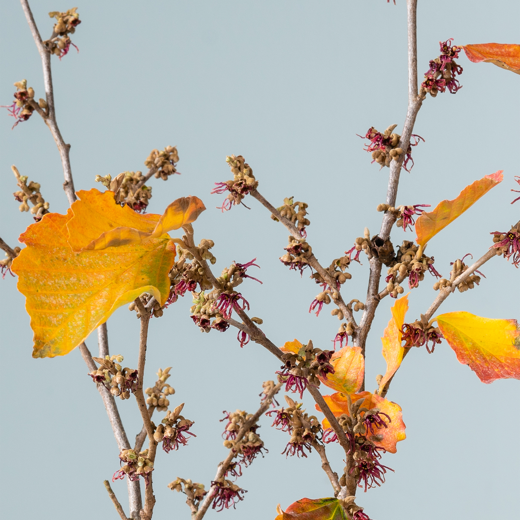 Das Bild zeigt eine Nahaufnahme eines Zweigs mit leuchtend gelben und orangefarbenen Blättern sowie kleinen braunen Knospen oder Blüten vor dem Hintergrund eines klaren blauen Himmels.